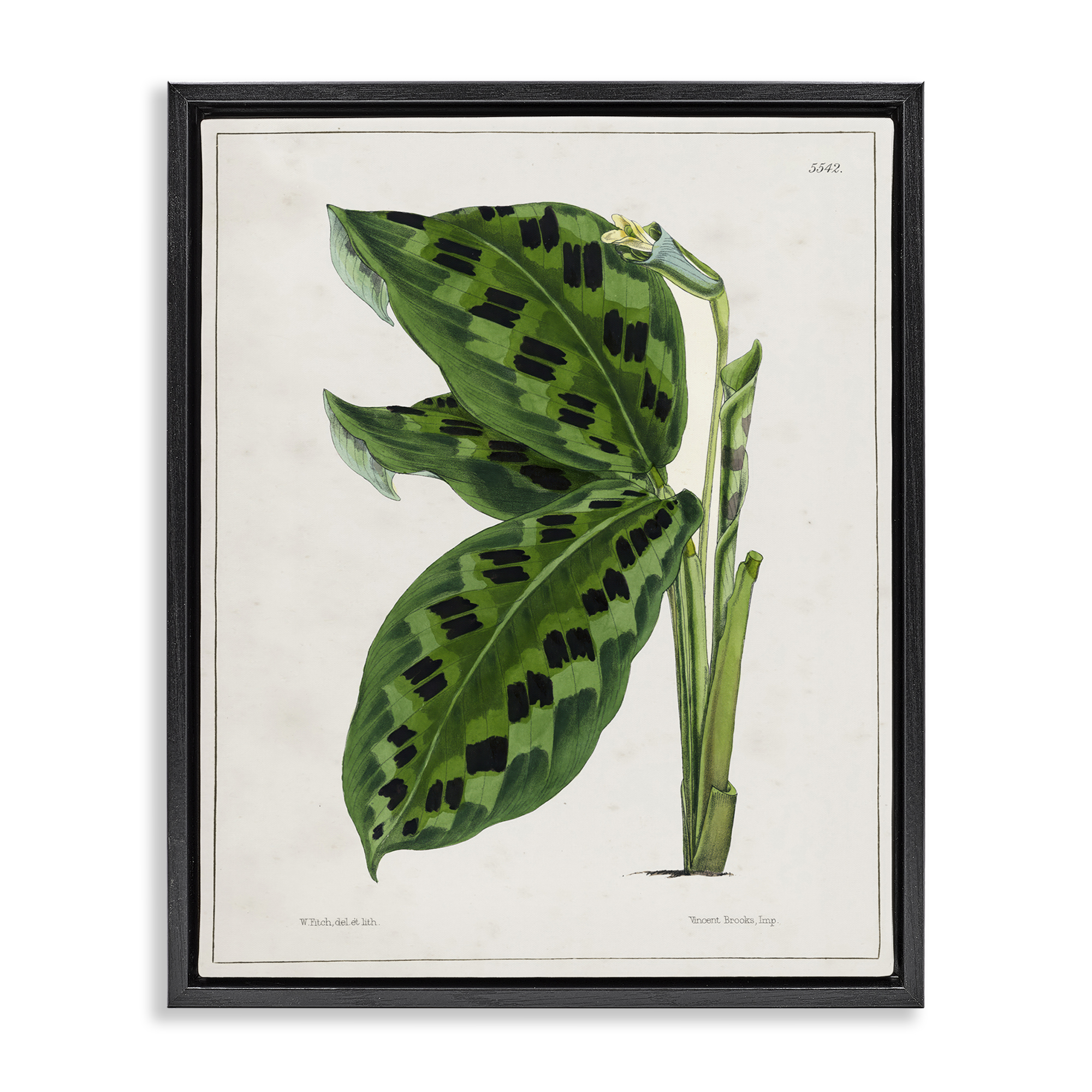 Stupell Industries Lush Plant Leaf Study Plants & Flowers Painting Black Floater Framed Canvas Art Print Wall Art, 17 x 21