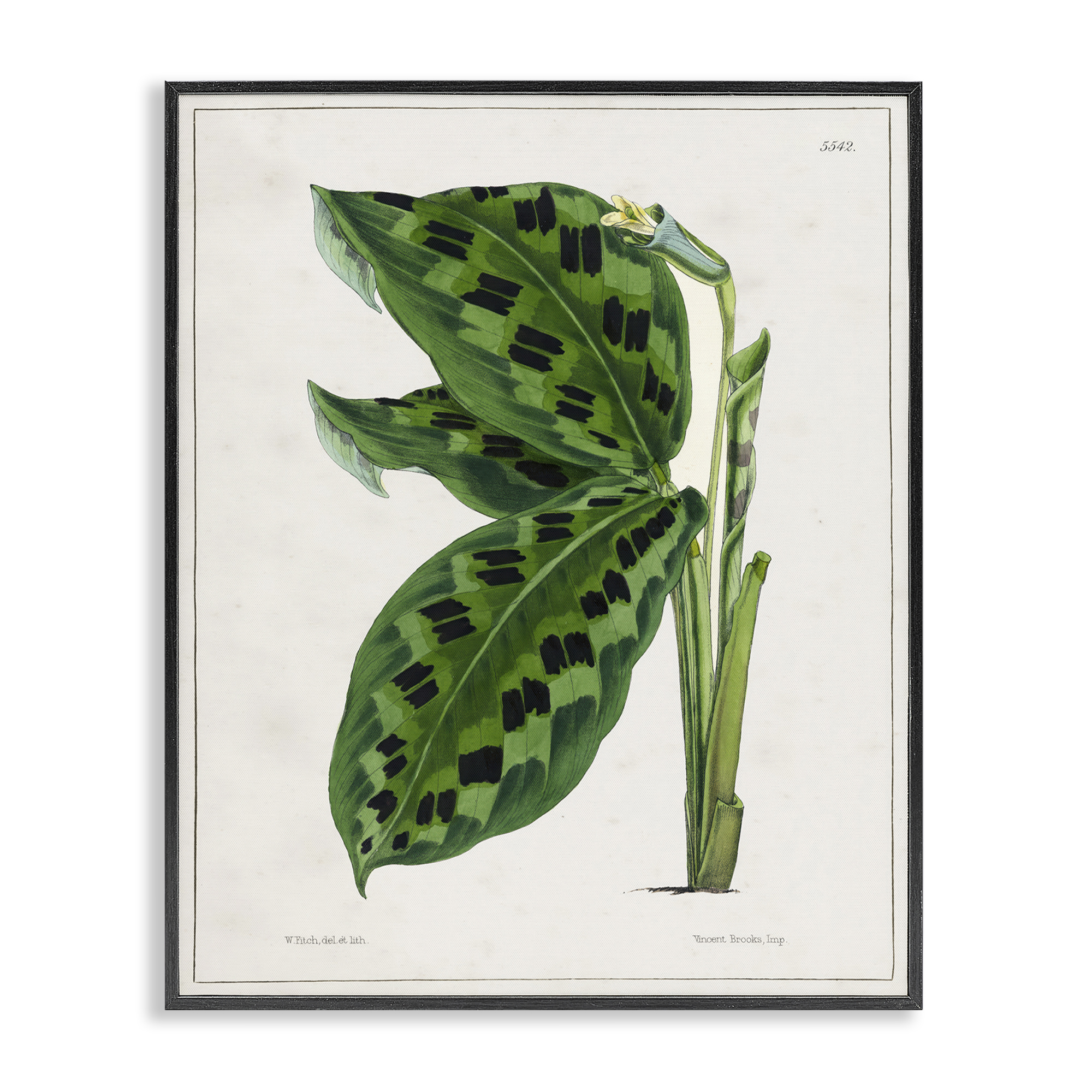 Stupell Industries Lush Plant Leaf Study Plants & Flowers Painting Black Framed Art Print Wall Art, 24 x 30