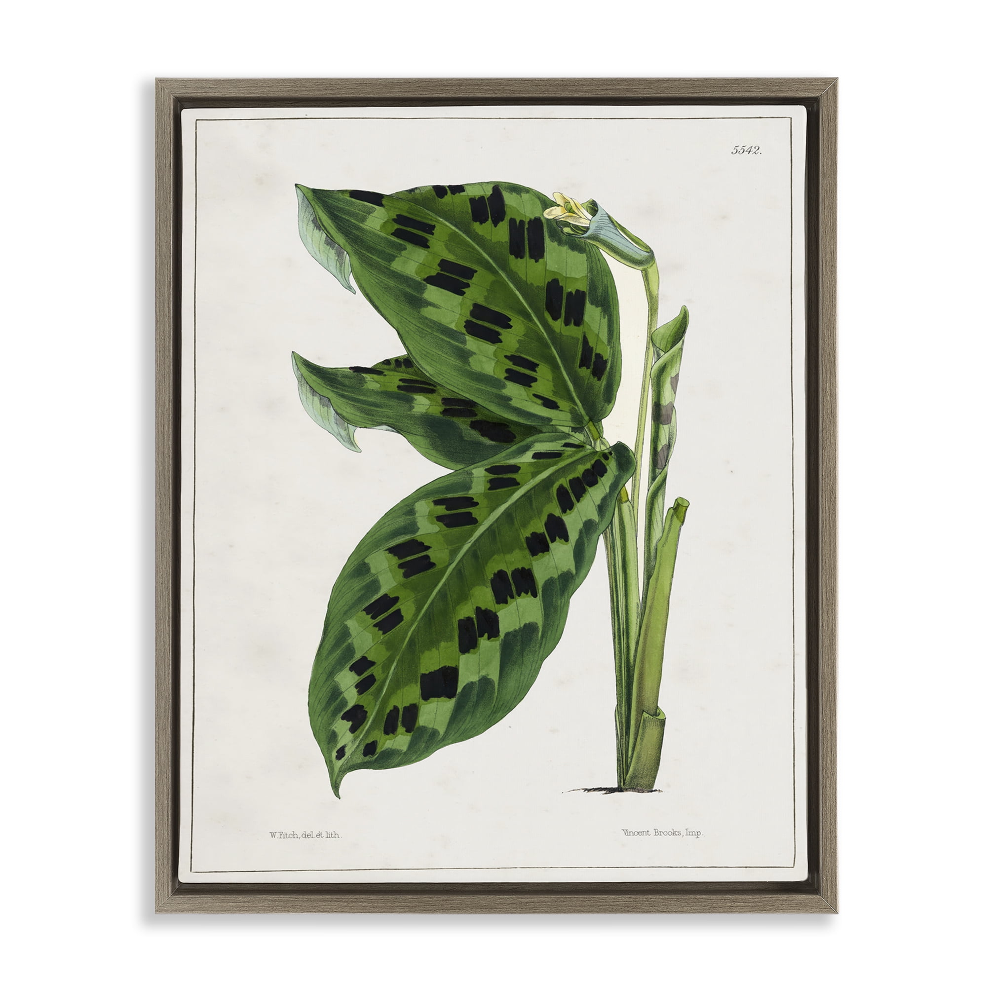 Stupell Industries Lush Plant Leaf Study Plants & Flowers Painting Brown Floater Framed Canvas Art Print Wall Art, 25 x 31