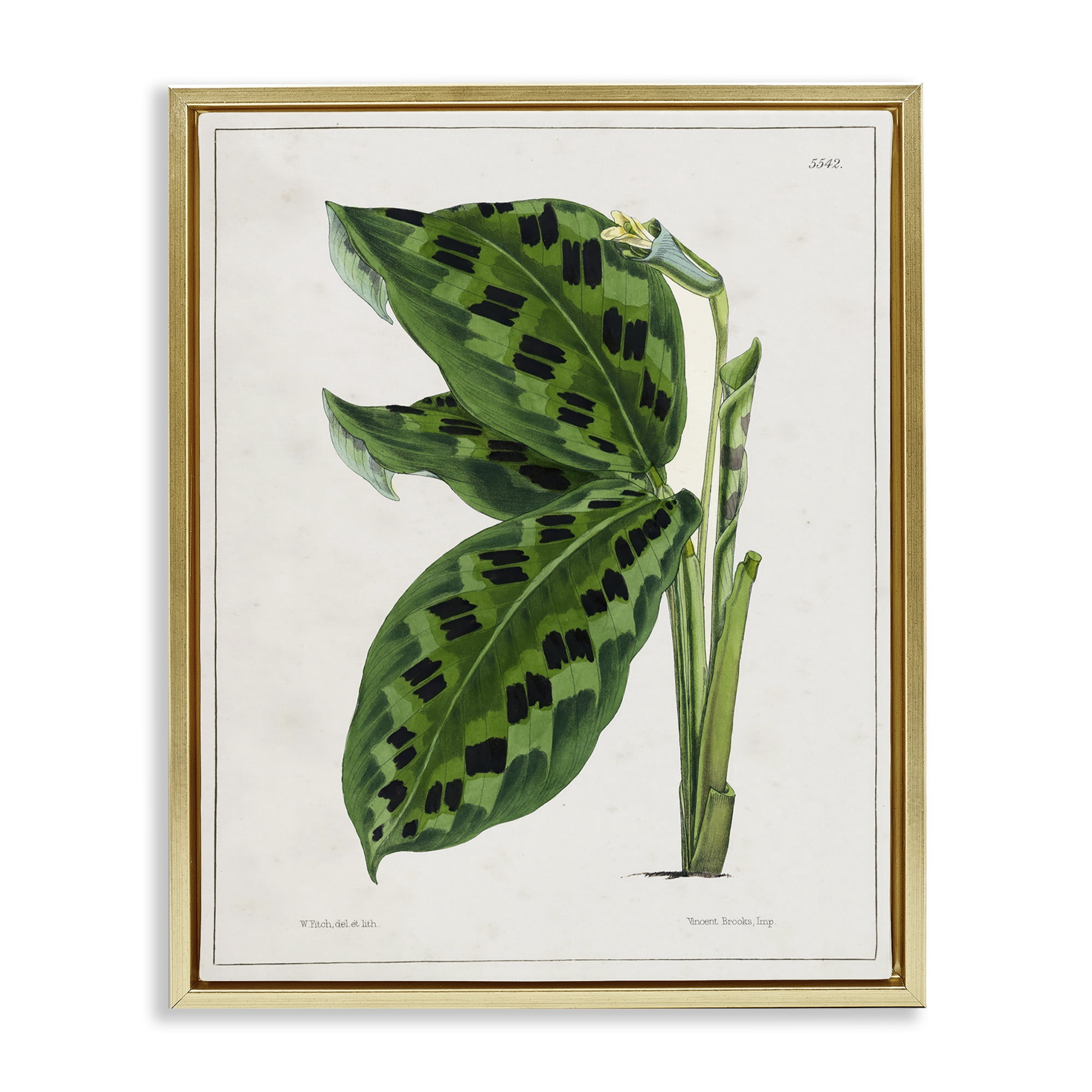 Stupell Industries Lush Plant Leaf Study Plants & Flowers Painting Gold Floater Framed Canvas Art Print Wall Art, 17 x 21