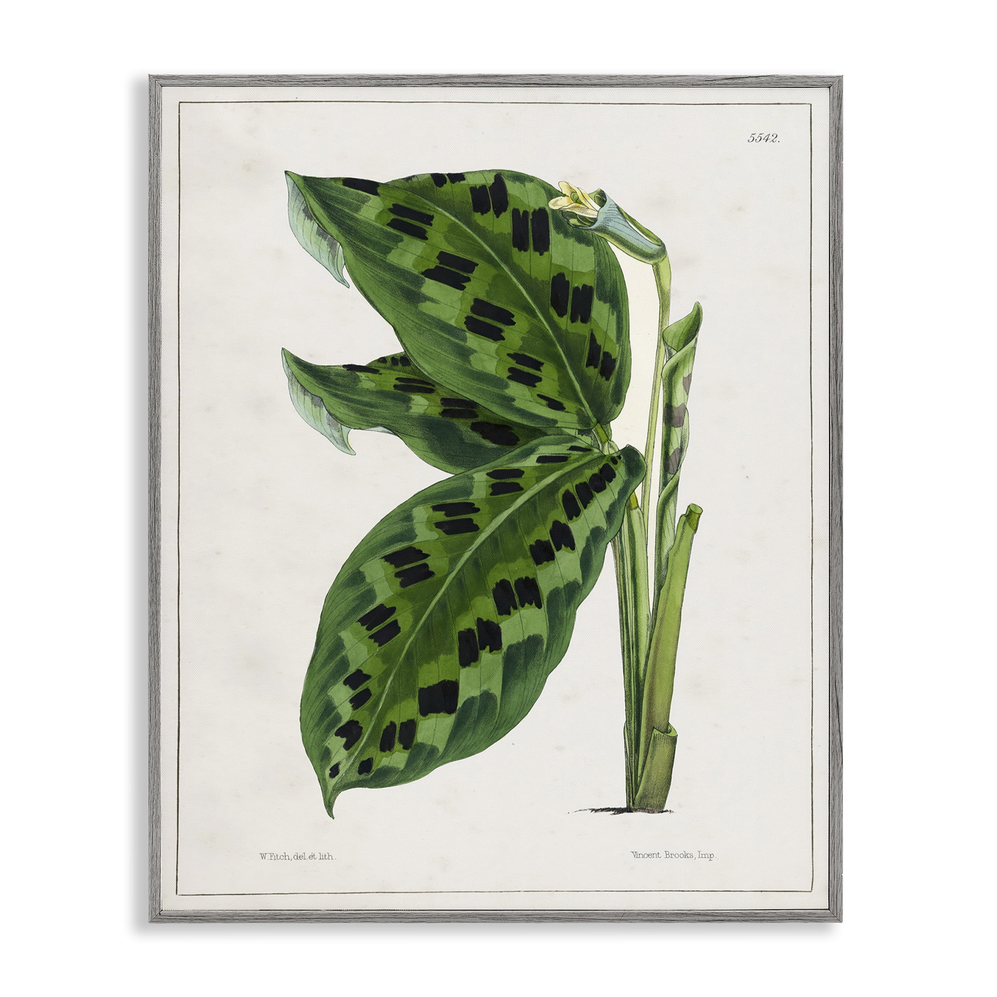 Stupell Industries Lush Plant Leaf Study Plants & Flowers Painting Gray Framed Art Print Wall Art, 24 x 30