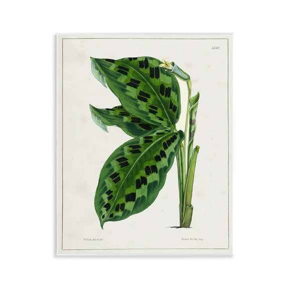 Stupell Industries Lush Plant Leaf Study Plants & Flowers Painting Unframed Art Print Wall Art, 11 x 14