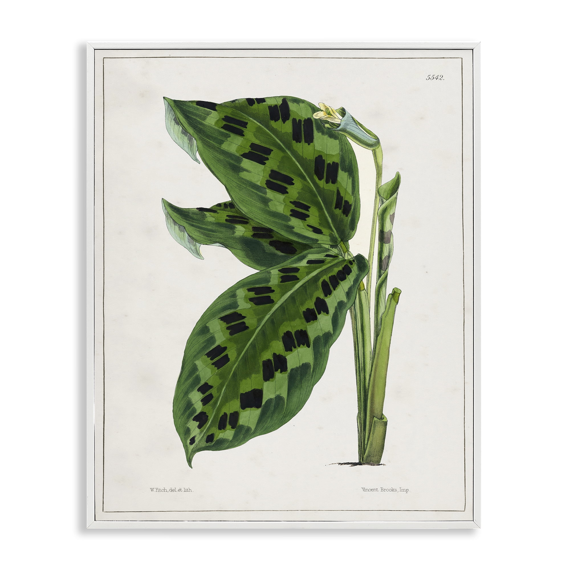 Stupell Industries Lush Plant Leaf Study Plants & Flowers Painting White Framed Art Print Wall Art, 11 x 14