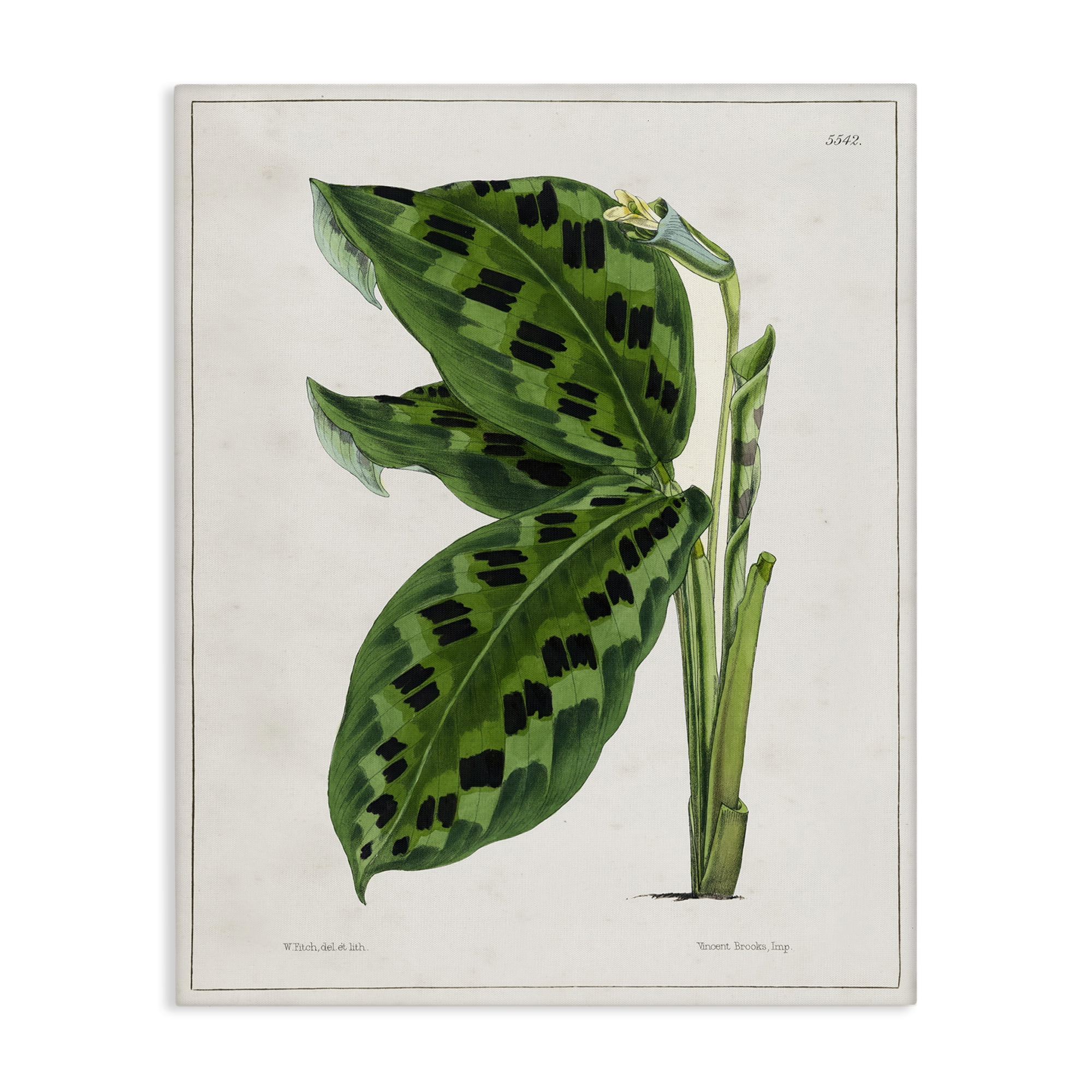 Stupell Industries Lush Plant Leaf Study Plants & Flowers Painting Wrapped Canvas Art Print Wall Art, 16 x 20