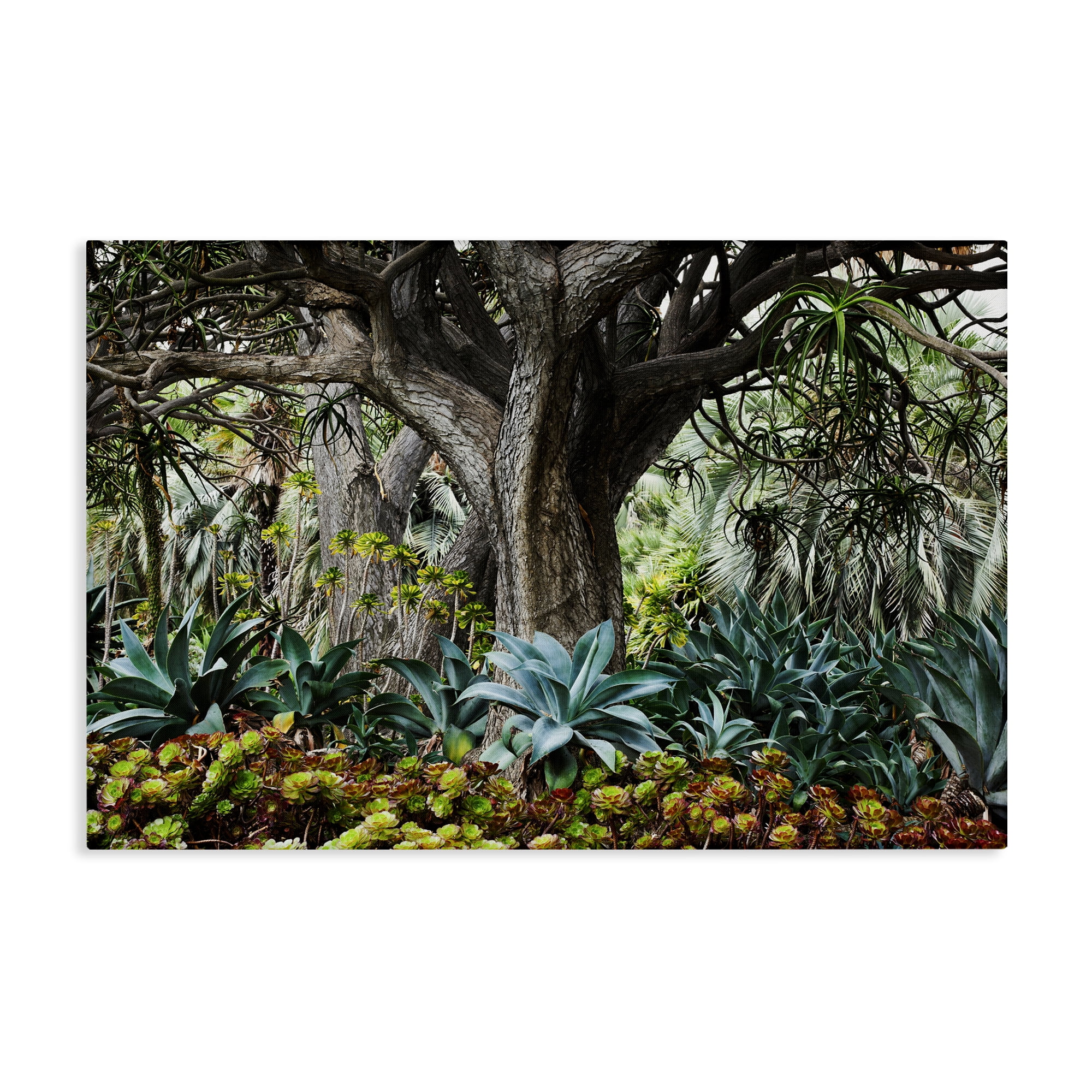 Stupell Industries Lush Tropical Vegetation Landscape & Nature Photography Wrapped Canvas Art Print Wall Art, 45 x 30
