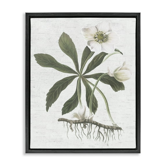 Stupell Industries Magnolia Flower Study Botanical & Floral Painting Black Floater Framed Art Print Wall Art, 17 x 21
