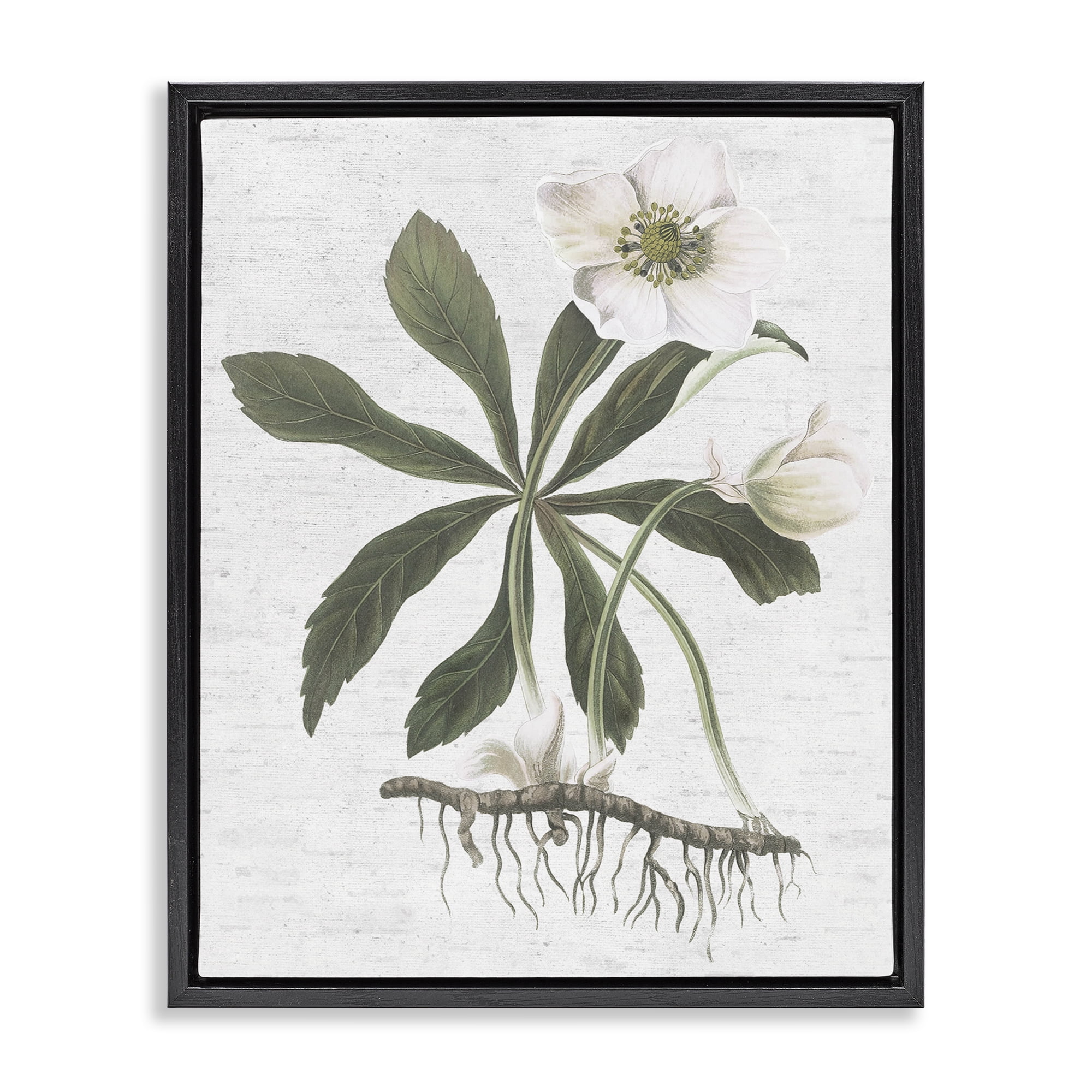 Stupell Industries Magnolia Flower Study Botanical & Floral Painting Black Floater Framed Art Print Wall Art, 25 x 31