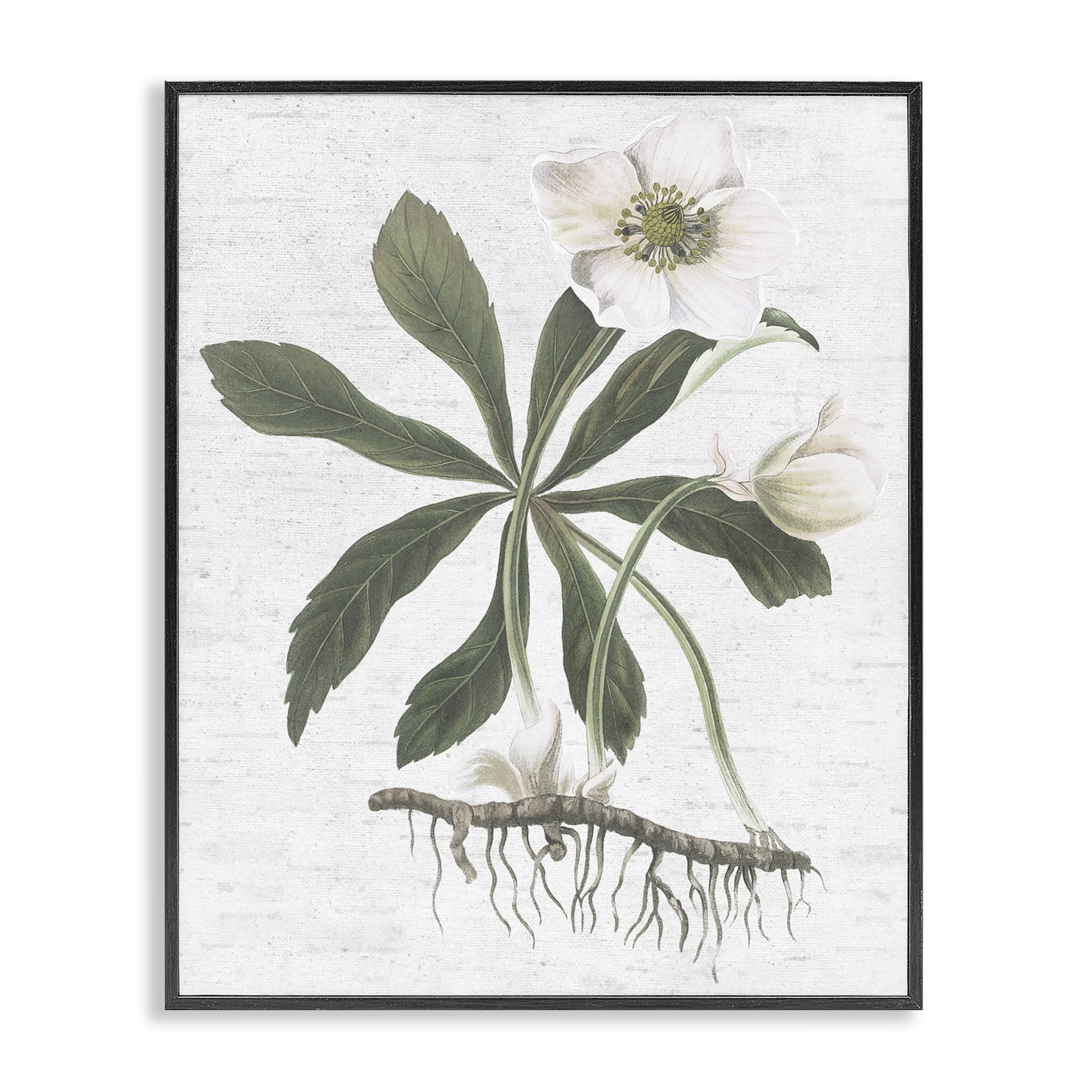 Black Framed Botanical Magnolia Flower Art Print, 11 x 14
