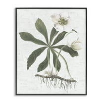 Stupell Industries Magnolia Flower Study Botanical & Floral Painting Black Framed Art Print Wall Art, 11 x 14