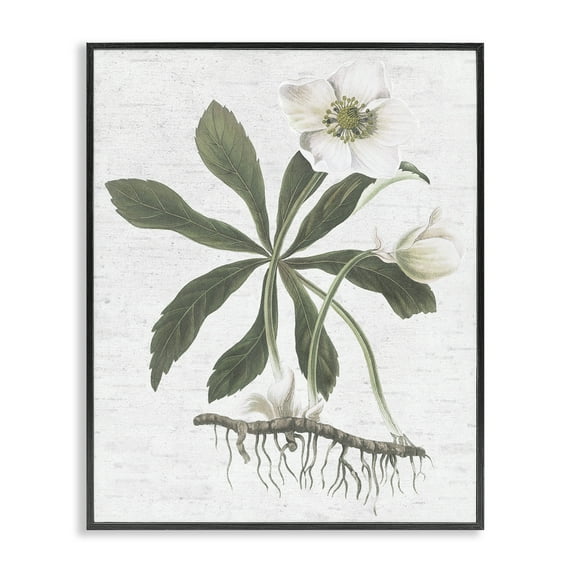 Stupell Industries Magnolia Flower Study Botanical & Floral Painting Black Framed Art Print Wall Art, 16 x 20