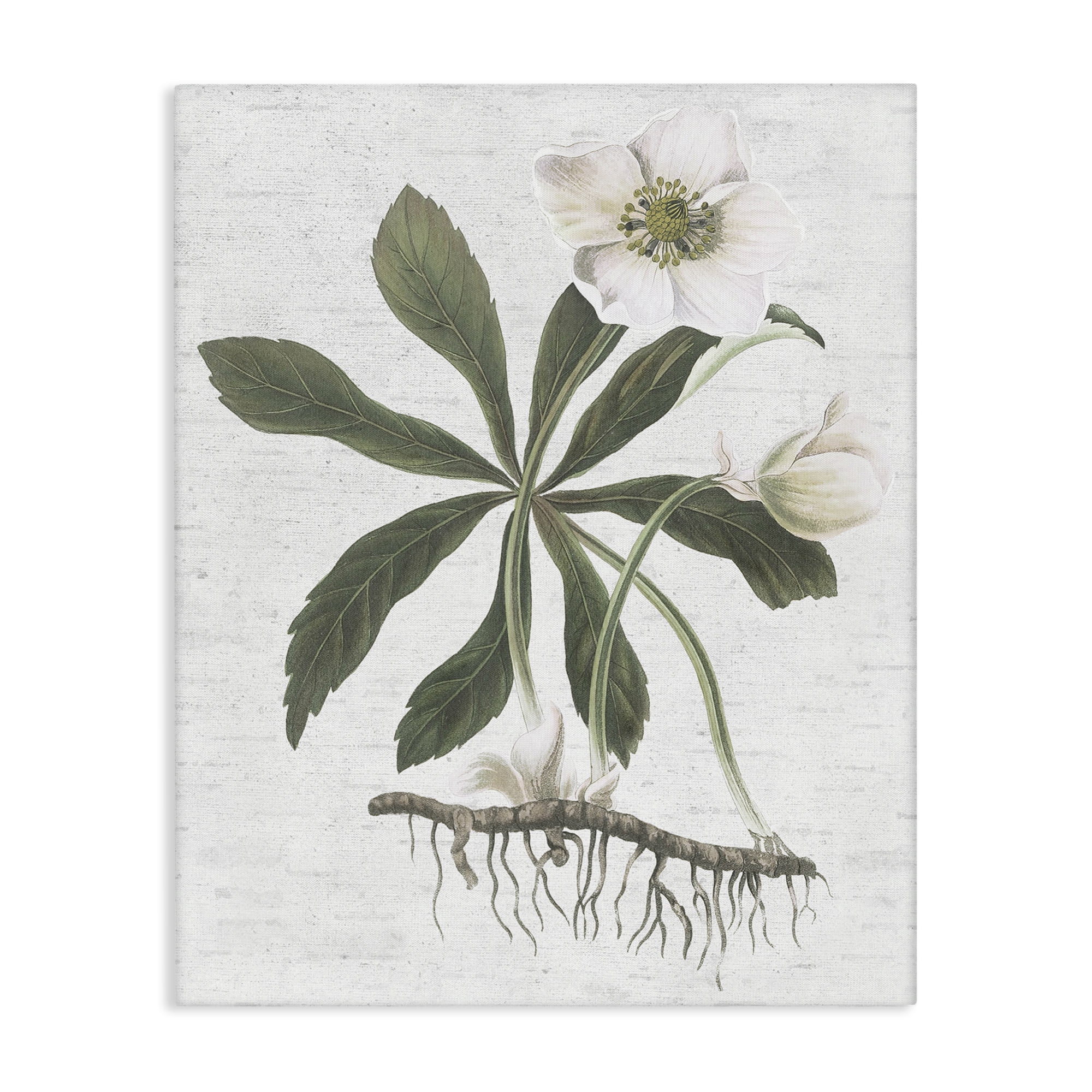 Stupell Industries Magnolia Flower Study Botanical & Floral Painting Gallery Wrapped Canvas Art Print Wall Art, 24 x 30