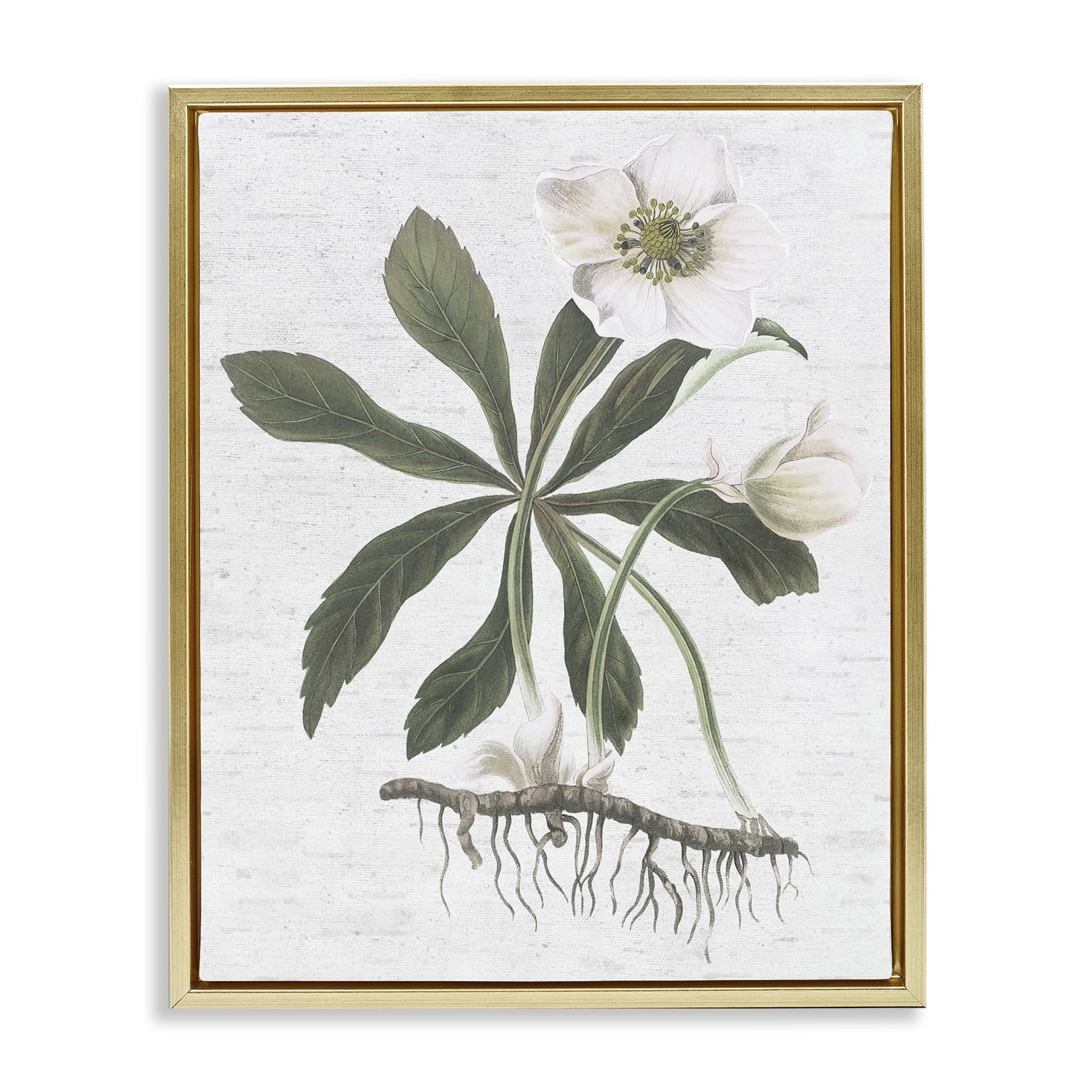 Stupell Industries Magnolia Flower Study Botanical & Floral Painting Gold Floater Framed Art Print Wall Art, 17 x 21