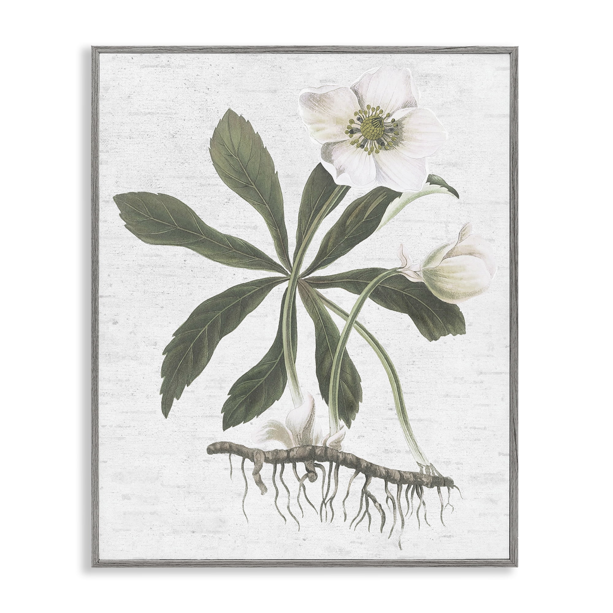 Stupell Industries Magnolia Flower Study Botanical & Floral Painting Gray Framed Art Print Wall Art, 24 x 30