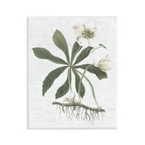 Stupell Industries Magnolia Flower Study Botanical & Floral Painting Unframed Art Print Wall Art, 11 x 14