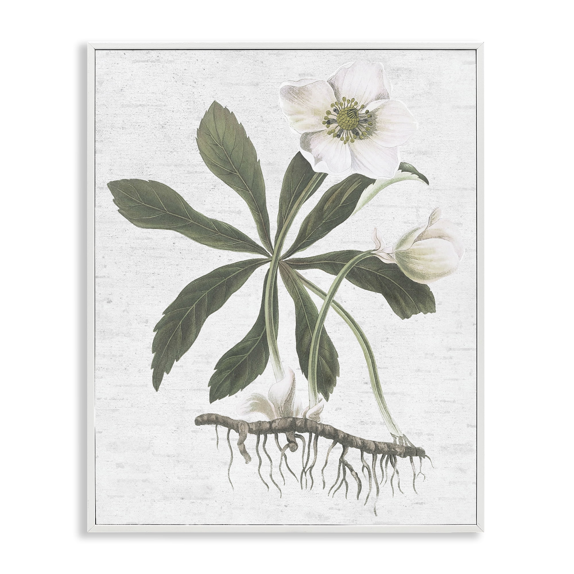 Stupell Industries Magnolia Flower Study Botanical & Floral Painting White Framed Art Print Wall Art, 11 x 14