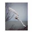 thumbnail image 1 of Stupell Industries Traditional Majestic Snowy Owl Flying Wingspan Wildlife Photography Canvas Art, 16 x 20, by Carrie Ann Grippo-Pike, 1 of 7