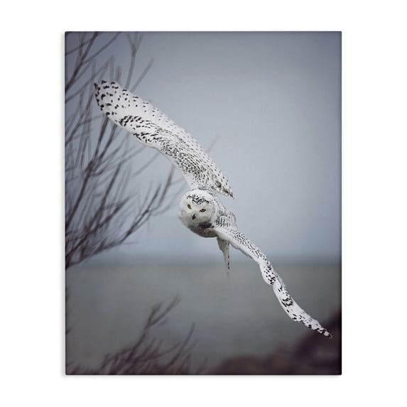 Stupell Industries Traditional Majestic Snowy Owl Flying Wingspan Wildlife Photography Canvas Art, 16 x 20, by Carrie Ann Grippo-Pike