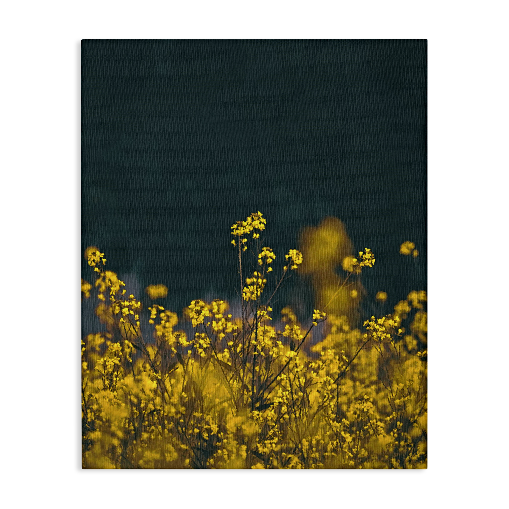 Stupell Industries Marigold Meadow Flowers Plants & Flowers Photography Wrapped Canvas Art Print Wall Art, 30 x 40