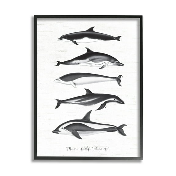 Stupell Industries Marine Life Orca Whales Diagram Grainy Pattern Graphic Art Black Framed Art Print Wall Art, Design by Lettered and Lined