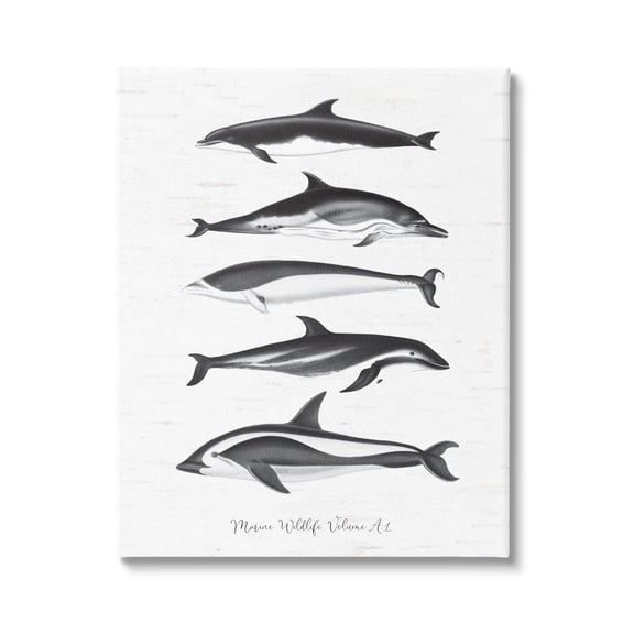 Stupell Industries Marine Life Orca Whales Diagram Grainy Pattern Graphic Art Gallery Wrapped Canvas Print Wall Art, Design by Lettered and Lined