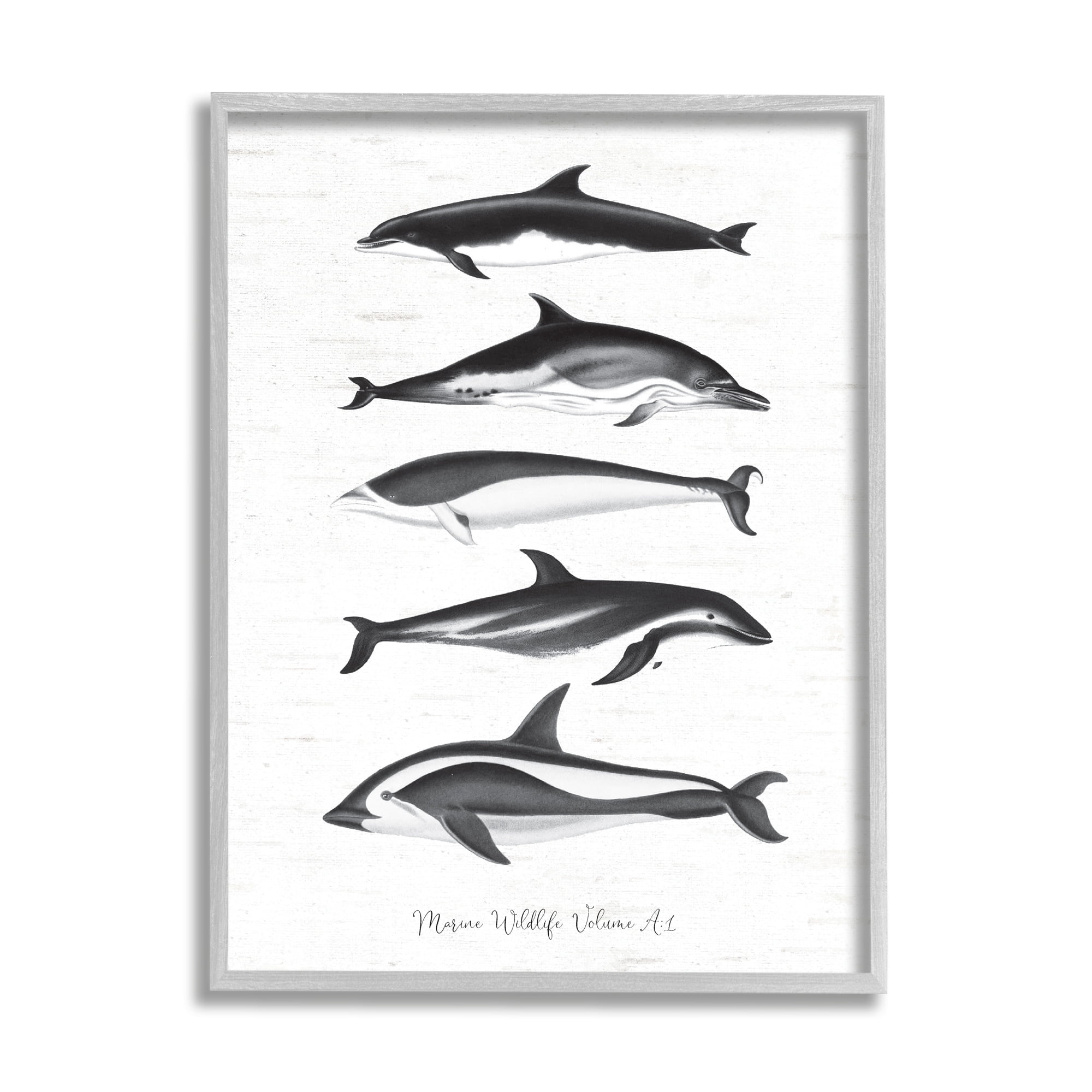 Stupell Industries Marine Life Orca Whales Diagram Grainy Pattern Graphic Art Gray Framed Art Print Wall Art, Design by Lettered and Lined