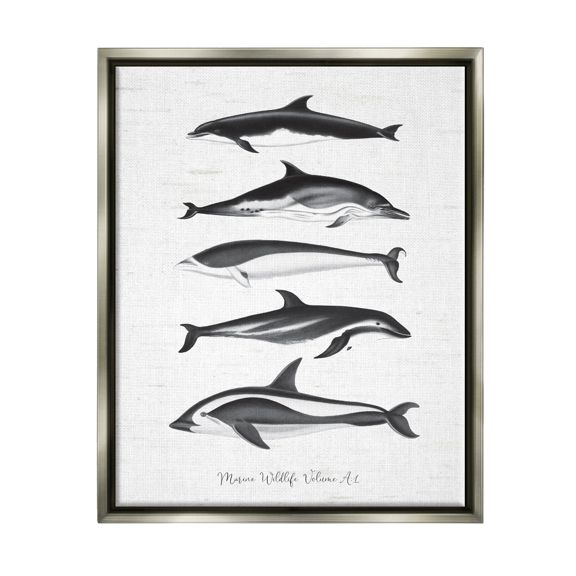 Stupell Industries Marine Life Orca Whales Diagram Grainy Pattern Graphic Art Luster Gray Floating Framed Canvas Print Wall Art, Design by Lettered and Lined