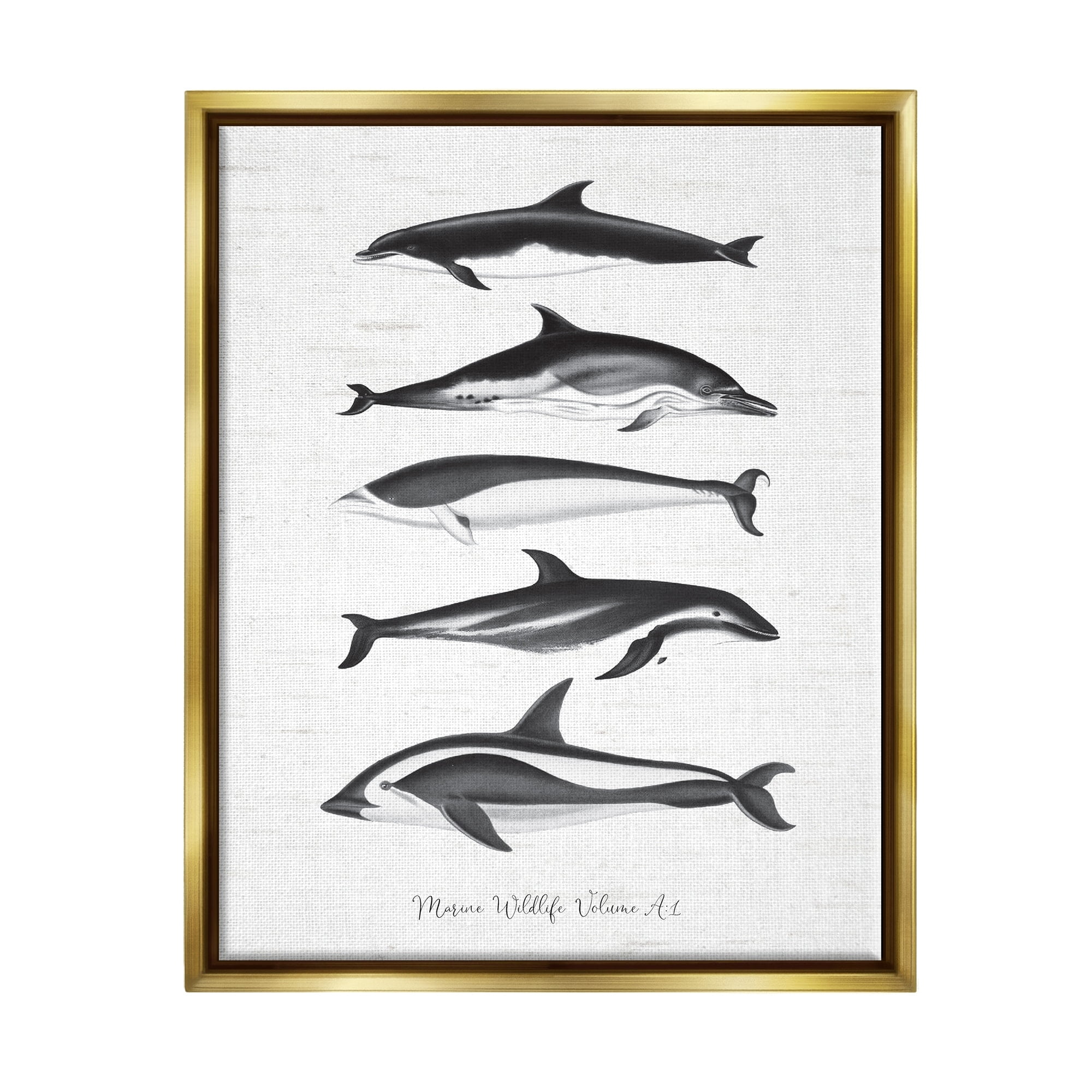 Stupell Industries Marine Life Orca Whales Diagram Grainy Pattern Graphic Art Metallic Gold Floating Framed Canvas Print Wall Art, Design by Lettered and Lined