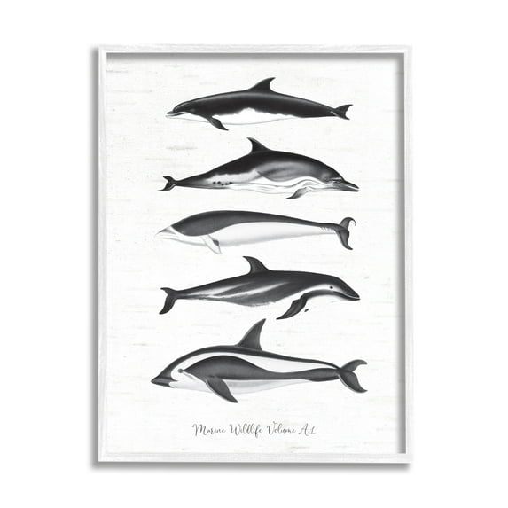 Stupell Industries Marine Life Orca Whales Diagram Grainy Pattern Graphic Art White Framed Art Print Wall Art, Design by Lettered and Lined