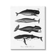 thumbnail image 1 of Stupell Industries Marine Wildlife Whales Drawings Diagram Weathered Pattern Graphic Art Gallery Wrapped Canvas Print Wall Art, Design by Lettered and Lined, 1 of 7