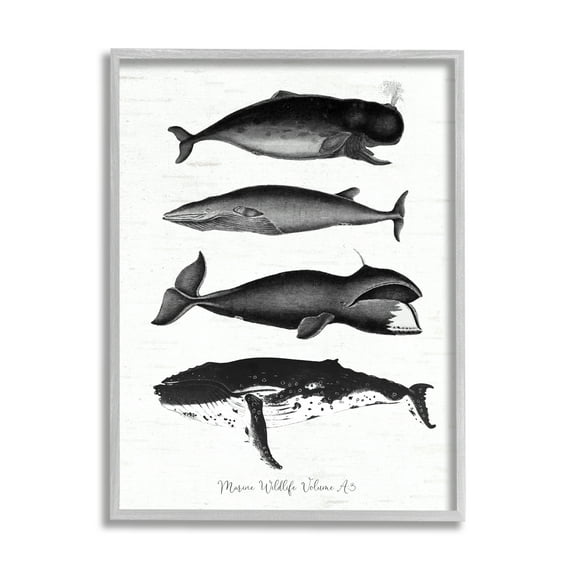 Stupell Industries Marine Wildlife Whales Drawings Diagram Weathered Pattern Graphic Art Gray Framed Art Print Wall Art, Design by Lettered and Lined