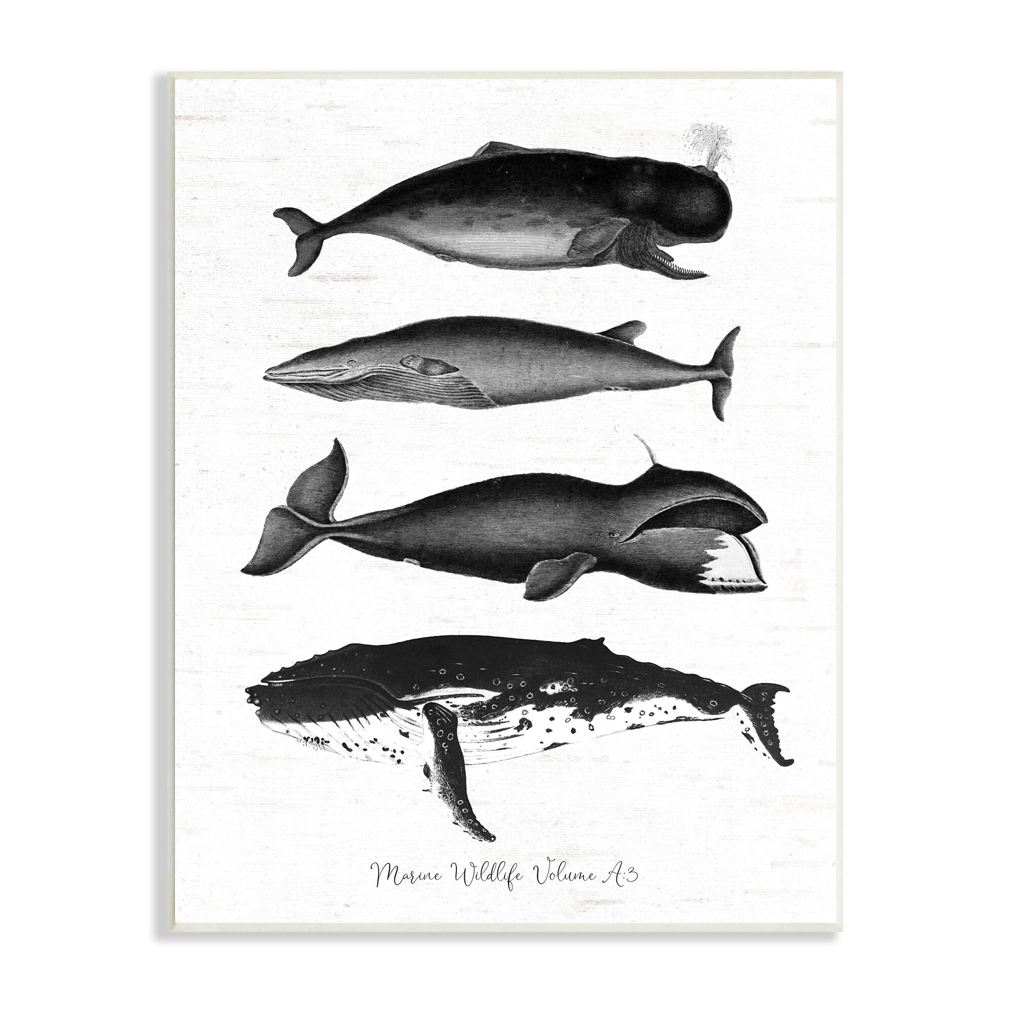 Stupell Industries Marine Wildlife Whales Drawings Diagram Weathered Pattern Graphic Art Unframed Art Print Wall Art, Design by Lettered and Lined