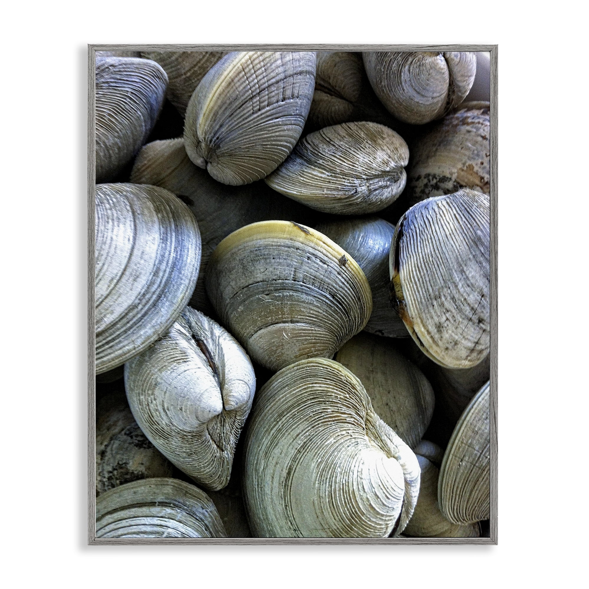Stupell Industries Maritime Clams Pile Nautical & Beach Photography Gray Framed Art Print Wall Art, 16 x 20