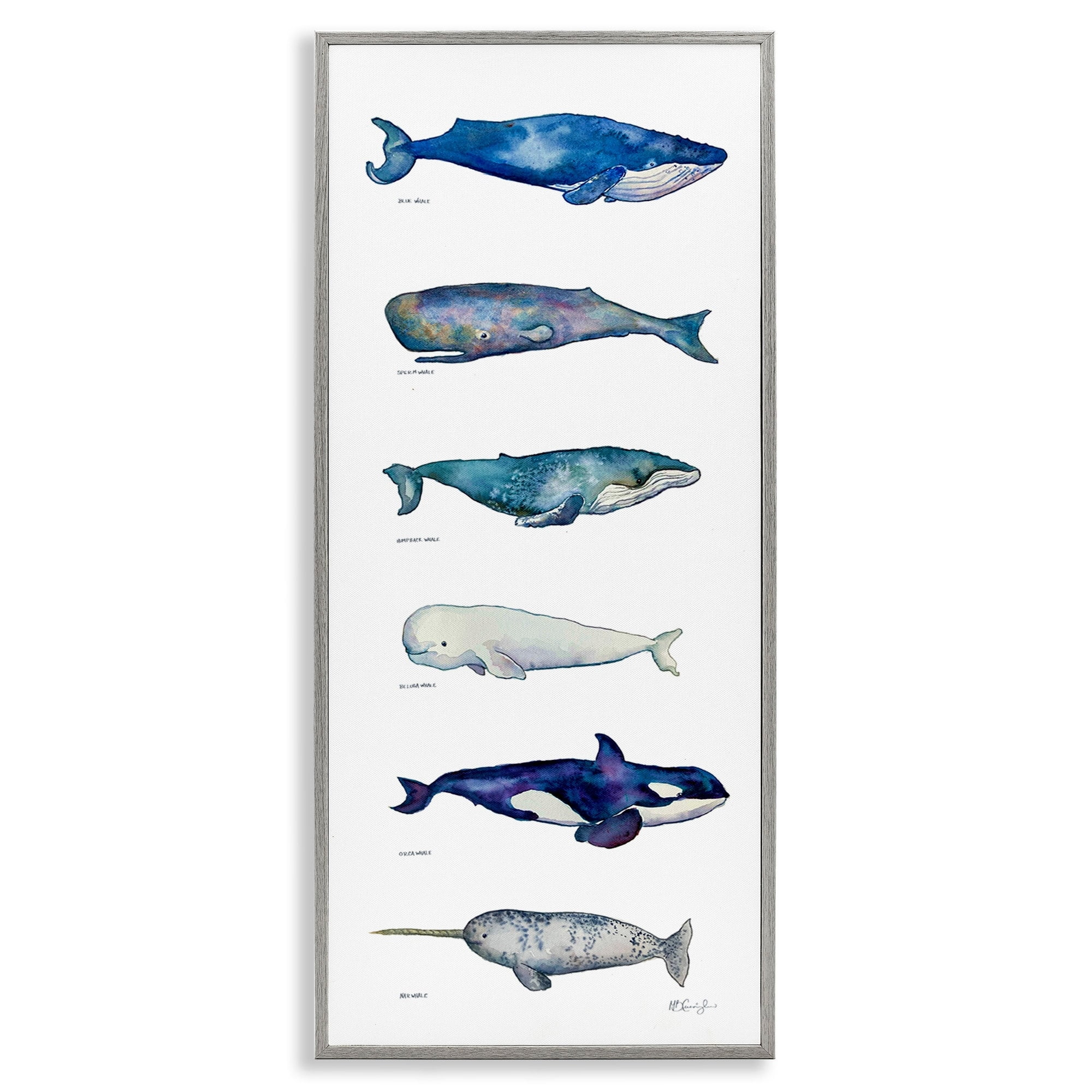Stupell Industries Maritime Sea Life Ocean Whales Narwhal Chart Diagram , 13 x 30, Design by MB Cunningham