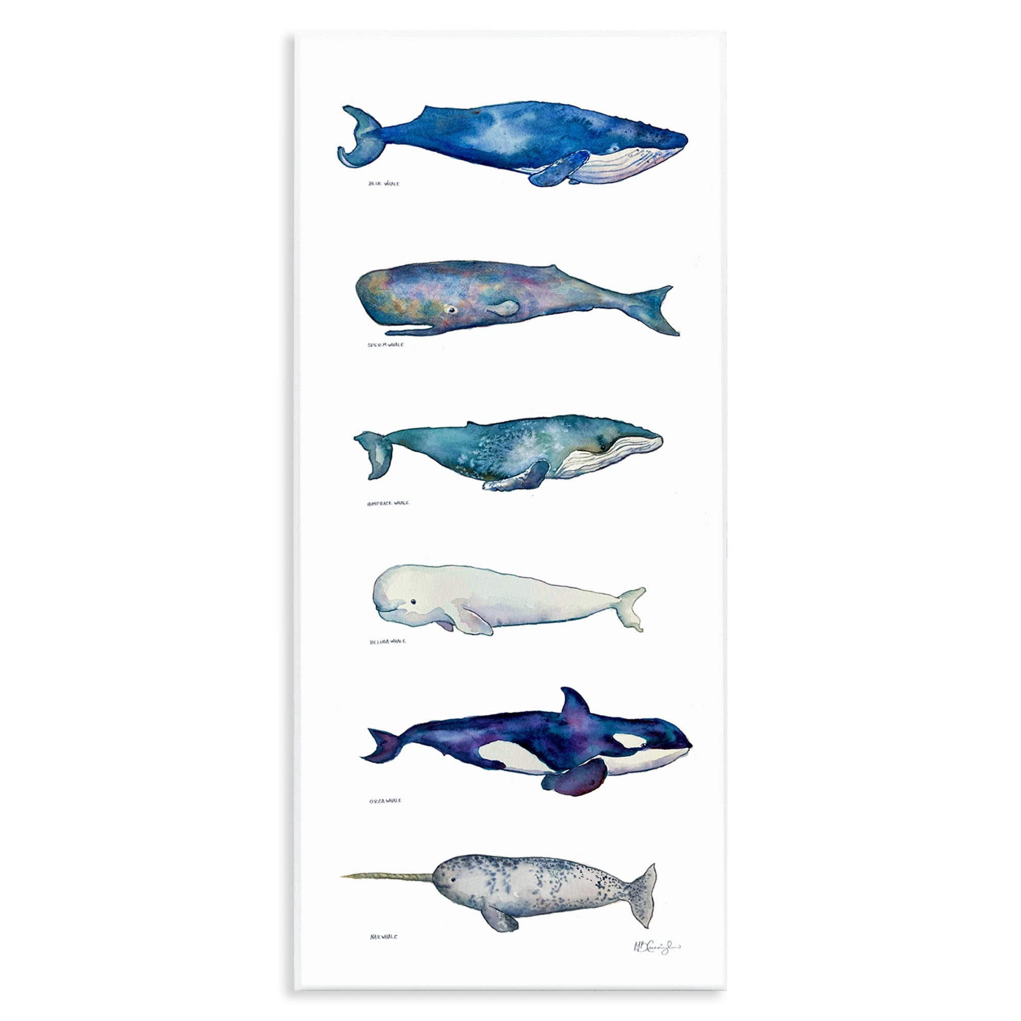 Stupell Industries Maritime Sea Life Ocean Whales Narwhal Chart Diagram , 7 x 17, Design by MB Cunningham