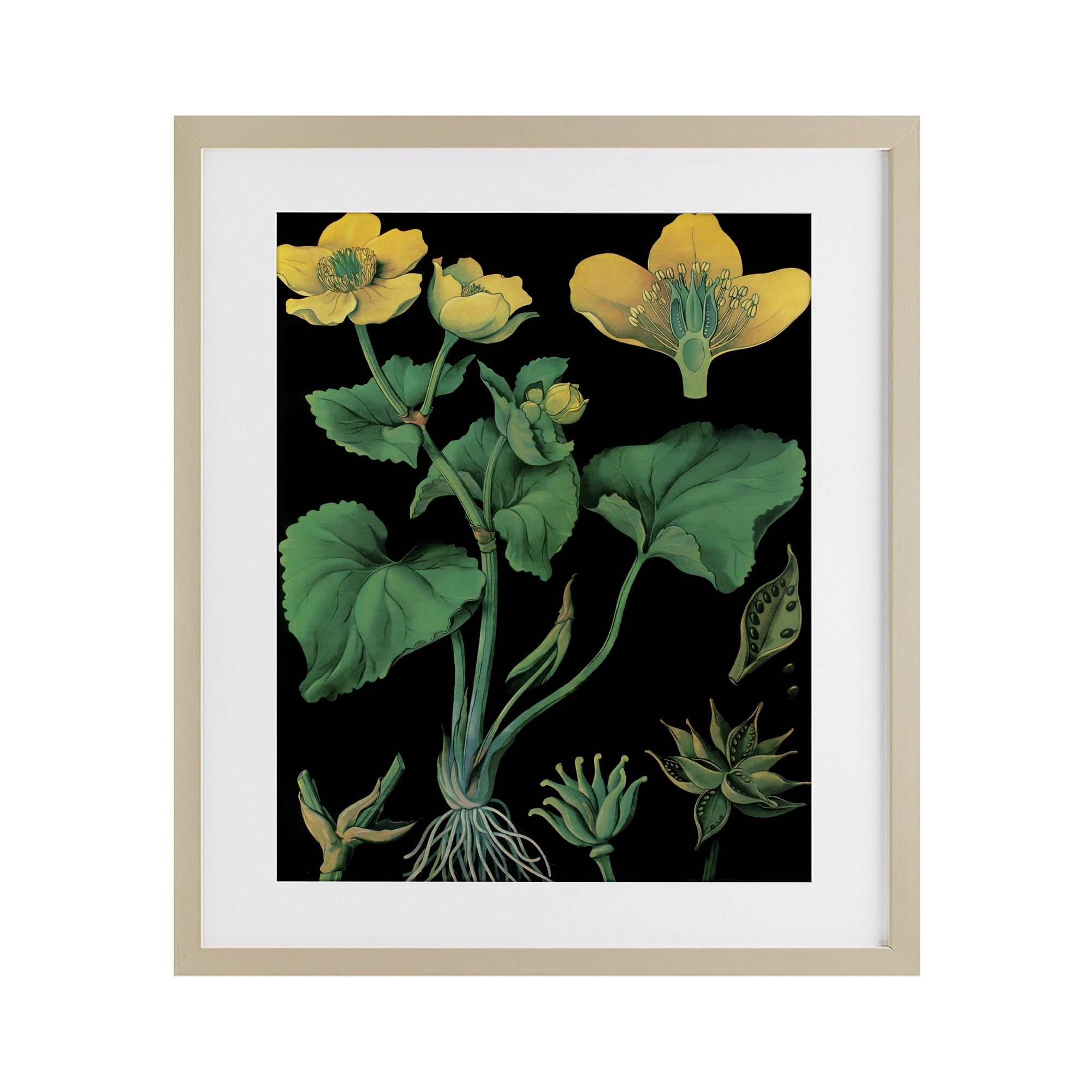 Stupell Industries Marsh Marigold Illustration Study Birch Framed Print Under Glass, design by Vintage Hustle