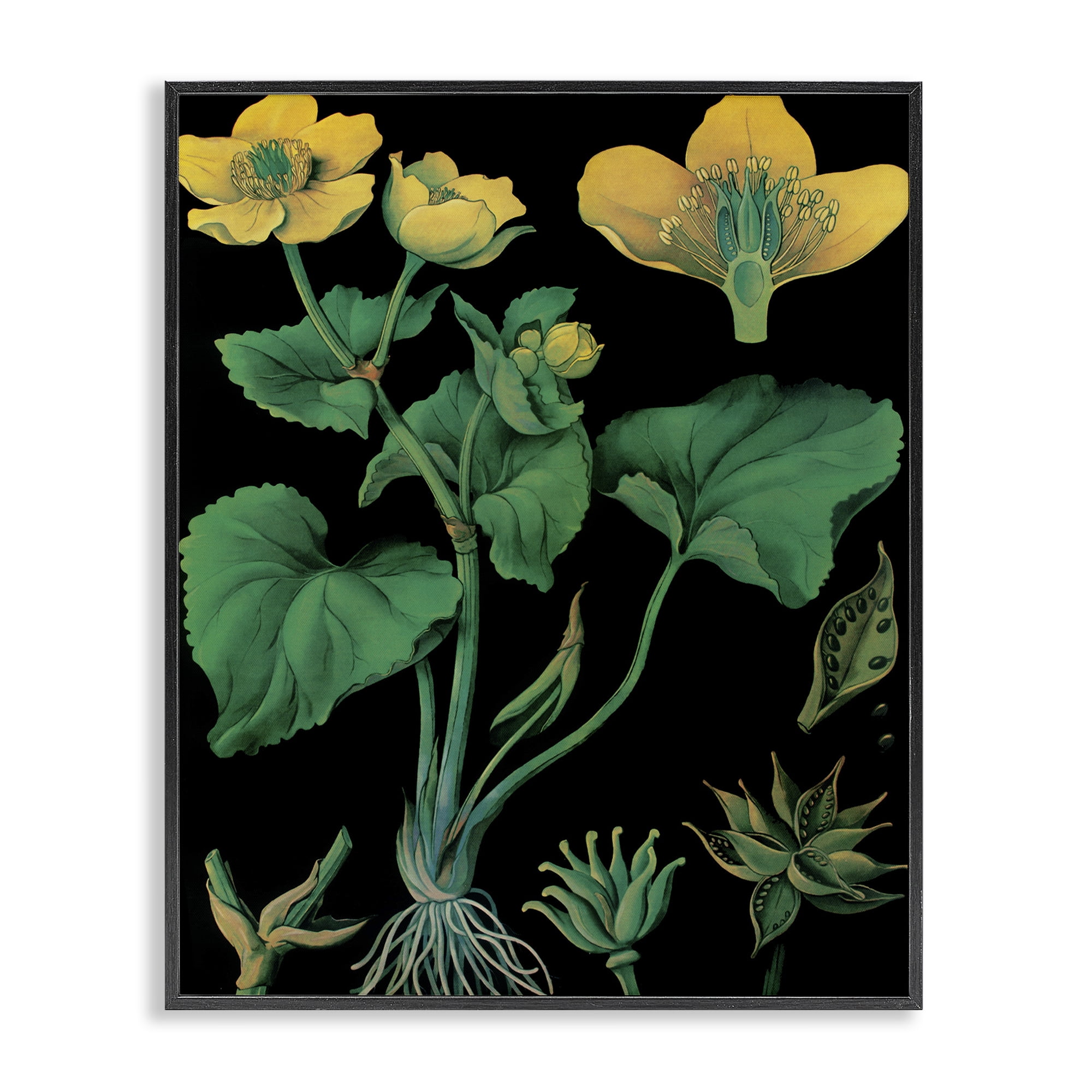 Stupell Industries Marsh Marigold Illustration Study Black Framed Giclee Art, design by Vintage Hustle