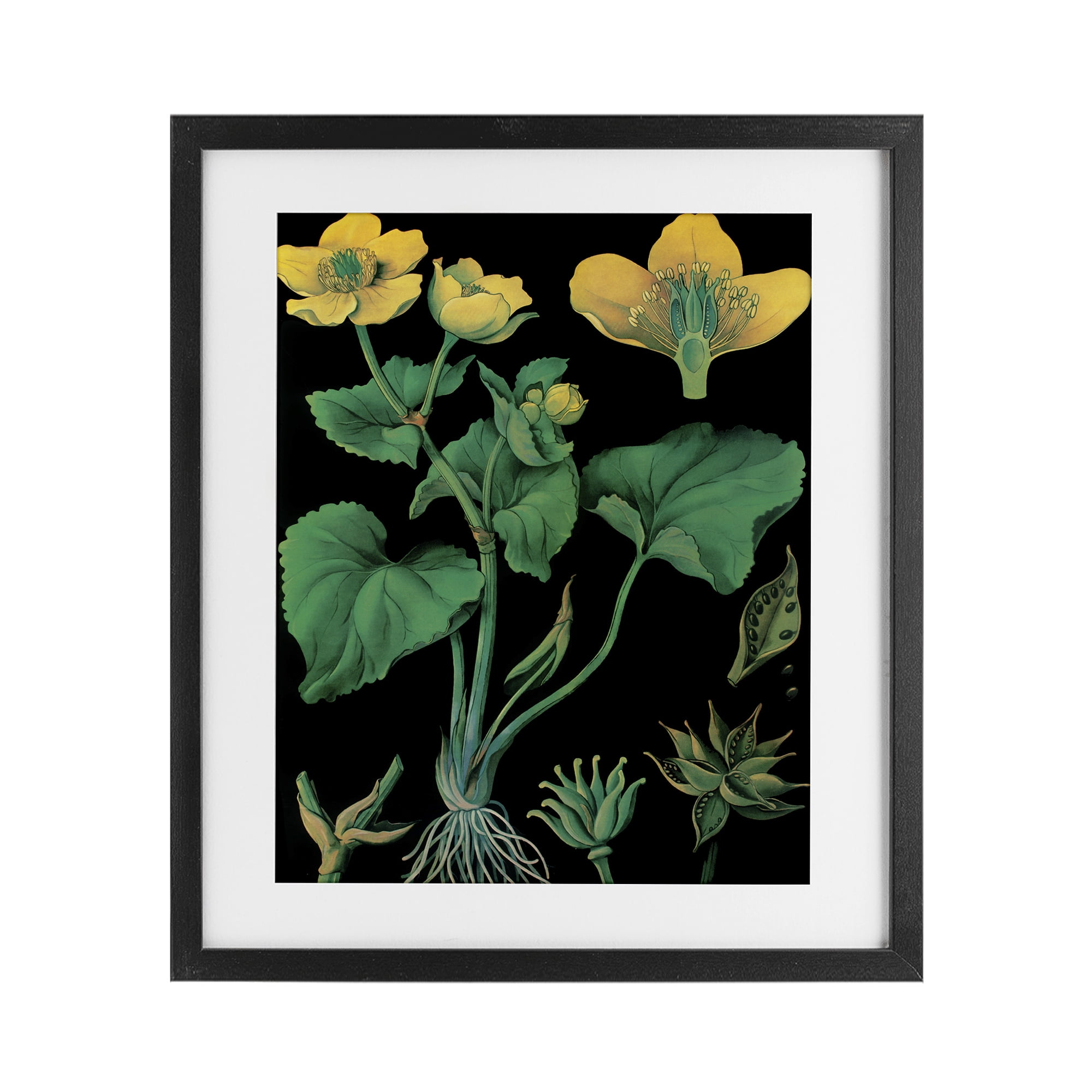 Stupell Industries Marsh Marigold Illustration Study Black Framed Print Under Glass, design by Vintage Hustle