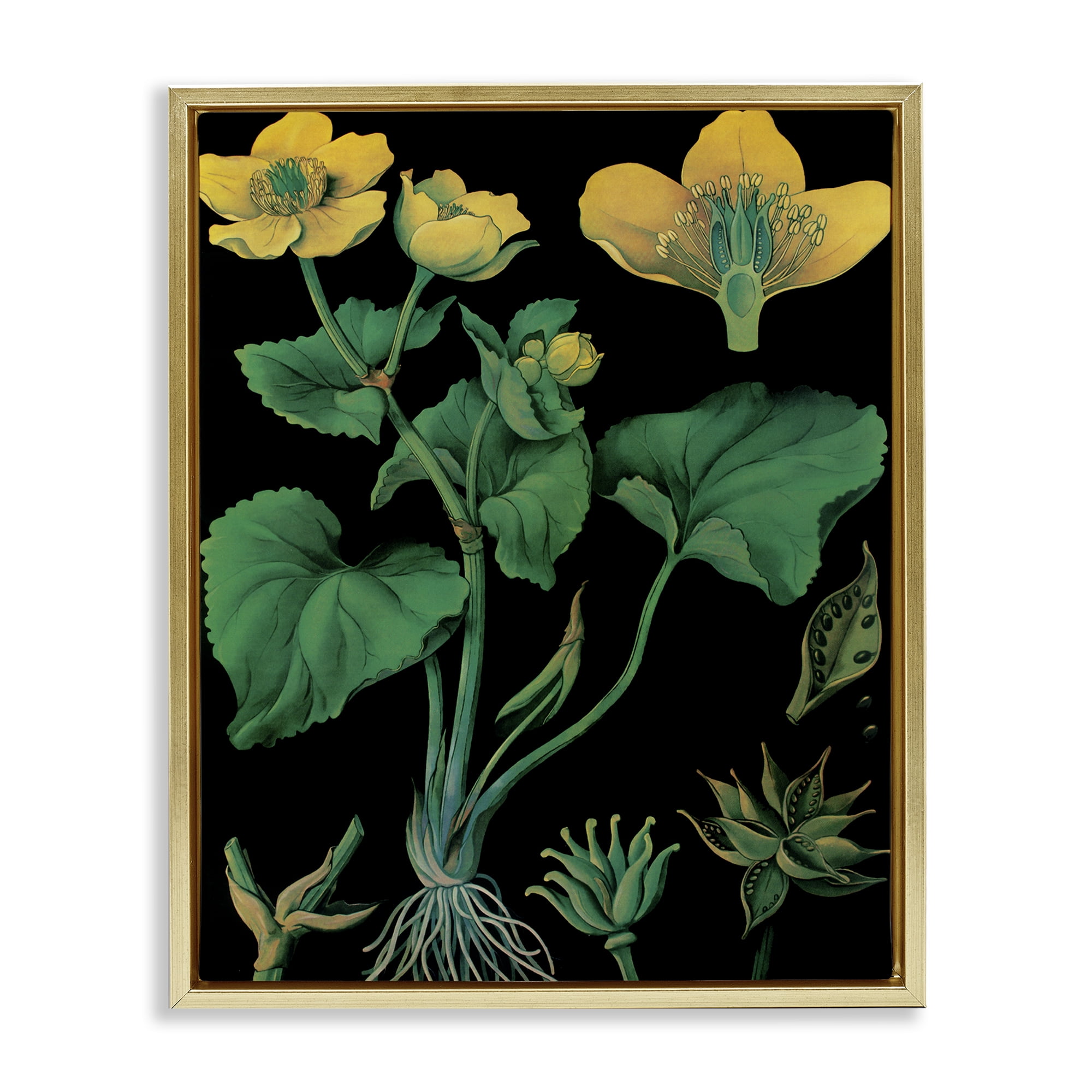 Stupell Industries Marsh Marigold Illustration Study Gold Framed Floater Canvas Wall Art, design by Vintage Hustle