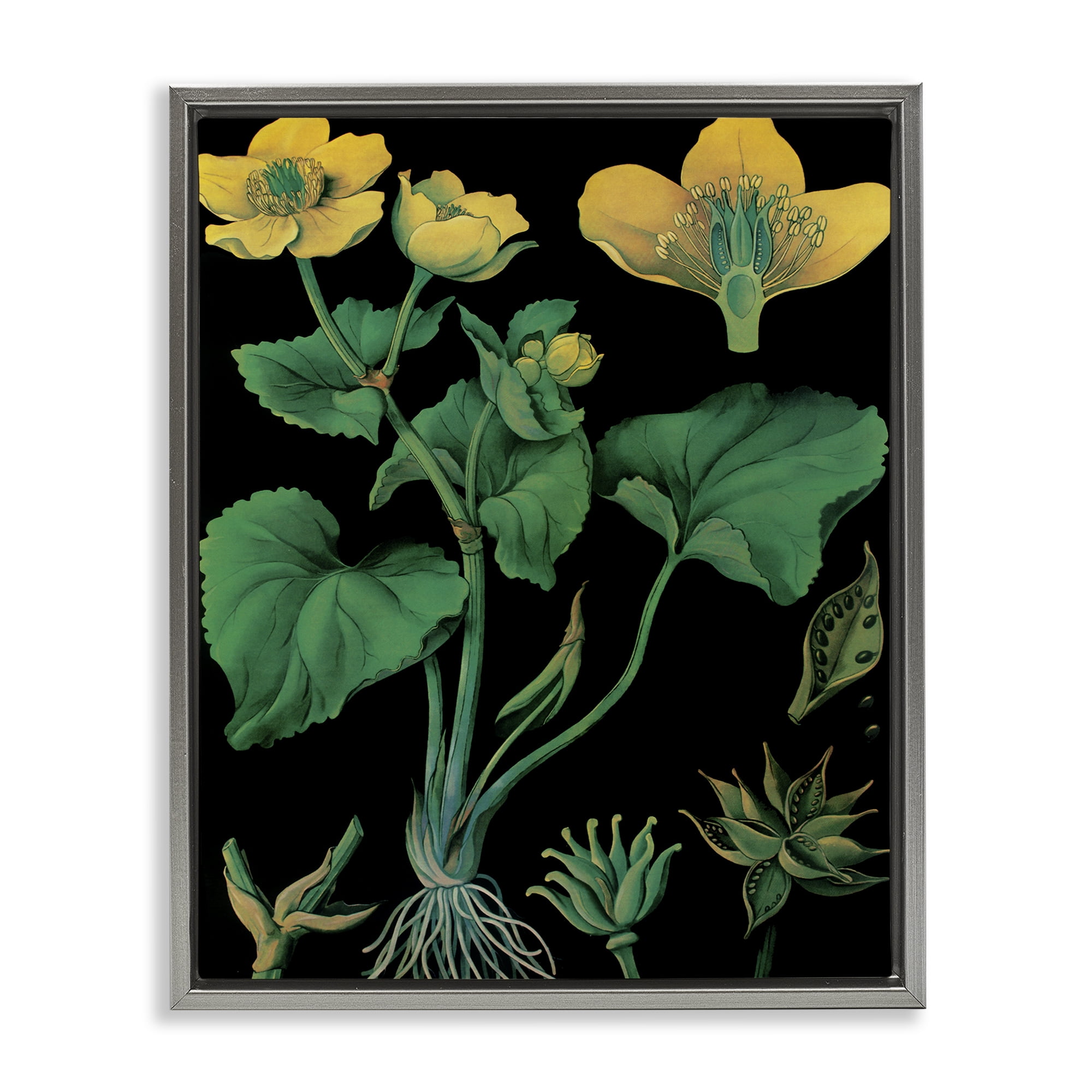 Stupell Industries Marsh Marigold Illustration Study Gray Framed Floater Canvas Wall Art, design by Vintage Hustle