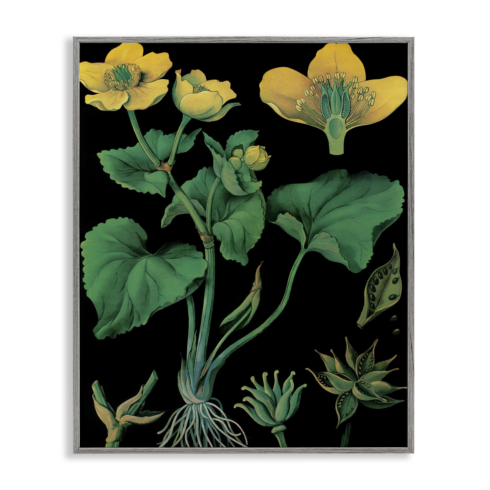 Stupell Industries Marsh Marigold Illustration Study Gray Framed Giclee Art, design by Vintage Hustle