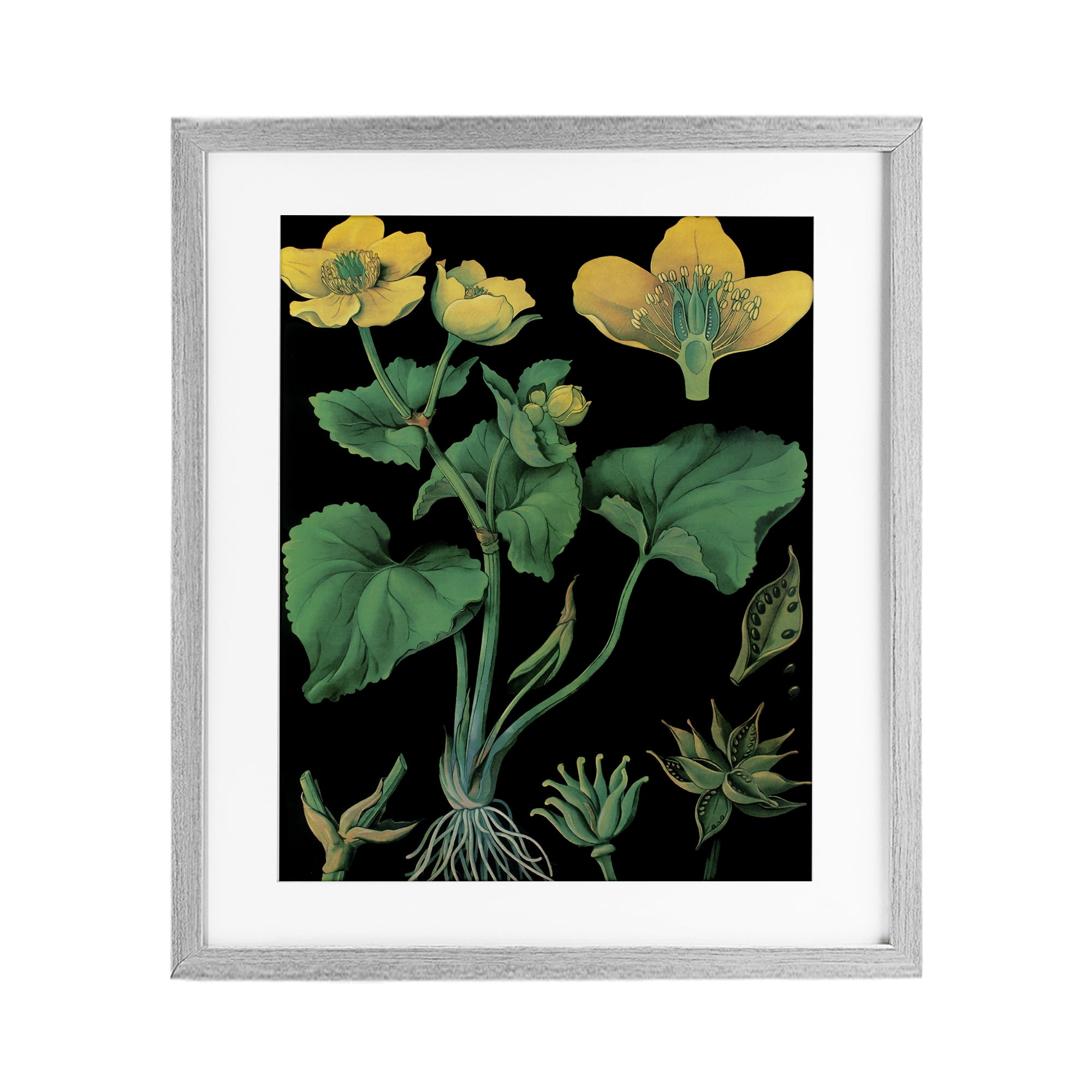 Stupell Industries Marsh Marigold Illustration Study Gray Framed Print Under Glass, design by Vintage Hustle