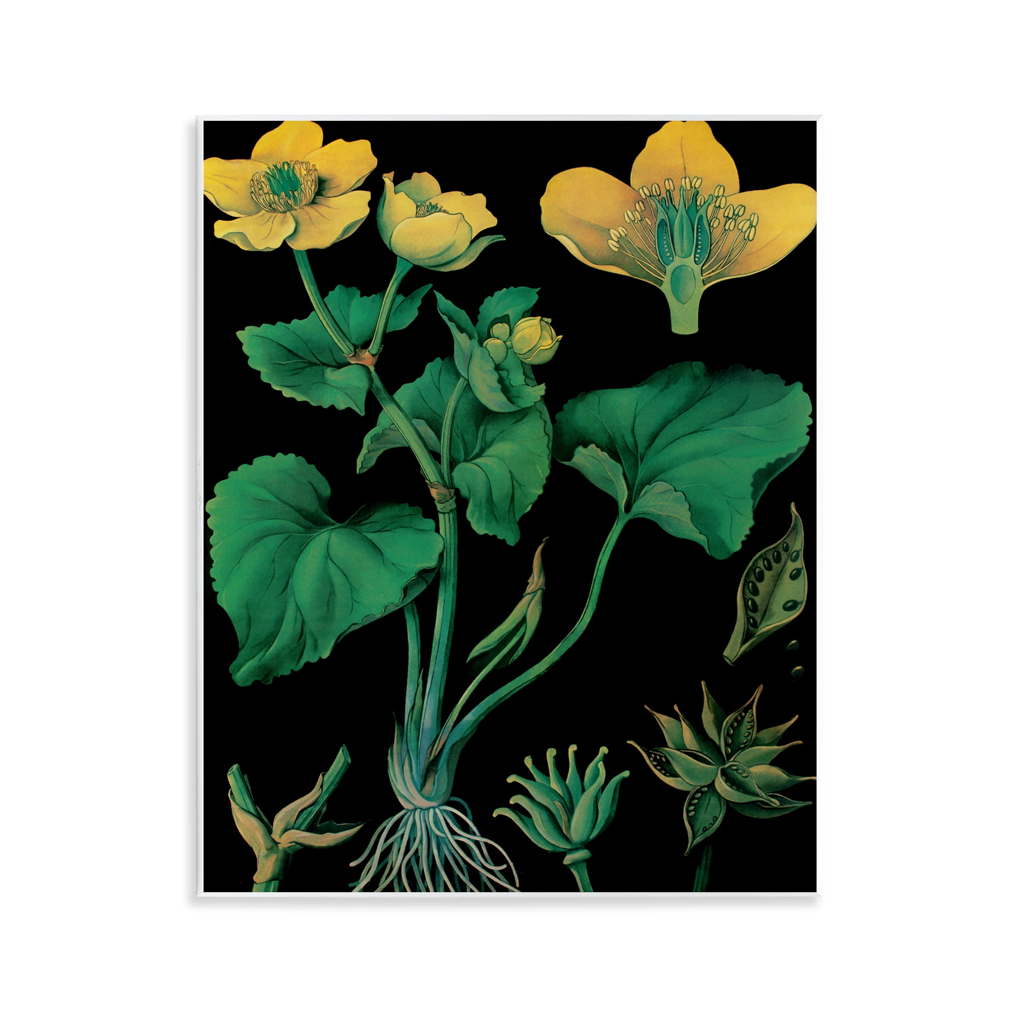 Stupell Industries Marsh Marigold Illustration Study Wall Plaque Art, design by Vintage Hustle