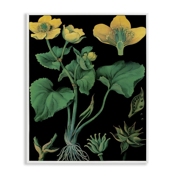 Stupell Industries French Country Marsh Marigold Illustration Study White Framed Giclee Art, 11 x 14, by Vintage Hustle