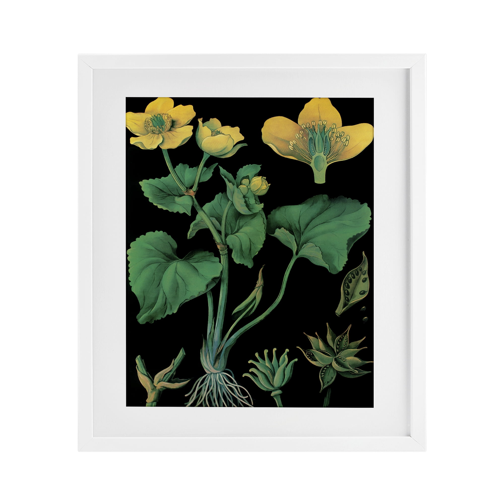 Stupell Industries Marsh Marigold Illustration Study White Framed Print Under Glass, design by Vintage Hustle