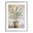 thumbnail image 1 of Stupell Industries Traditional Mediterranean Potted Olive Gray Framed Print Under Glass, 14 x 20, by Petals Prints Design, 1 of 8