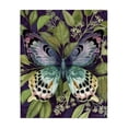 thumbnail image 1 of Stupell Industries Eclectic Midnight Garden Butterfly Canvas Art, 36 x 48, by Nicole Tamarin, 1 of 8