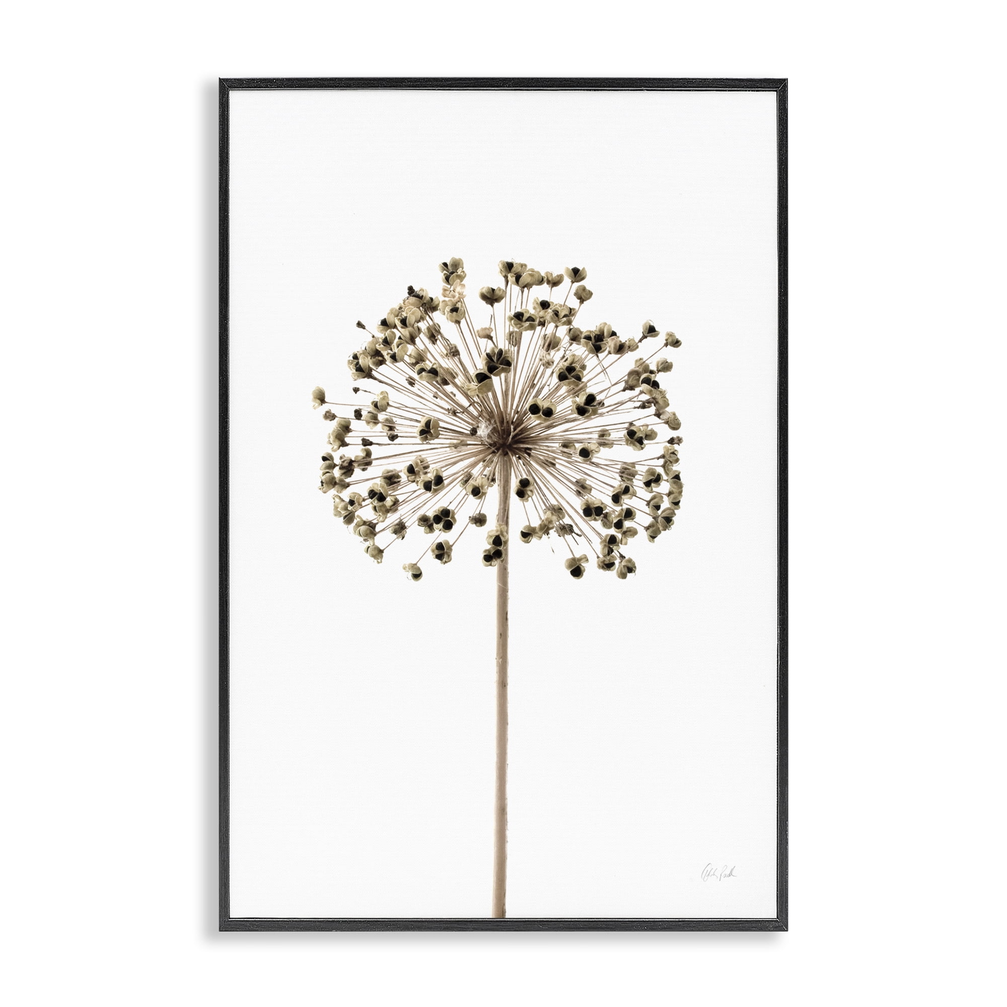 Stupell Industries Minimal Allium Bud Plants & Flowers Painting Black Framed Art Print Wall Art, 16 x 24