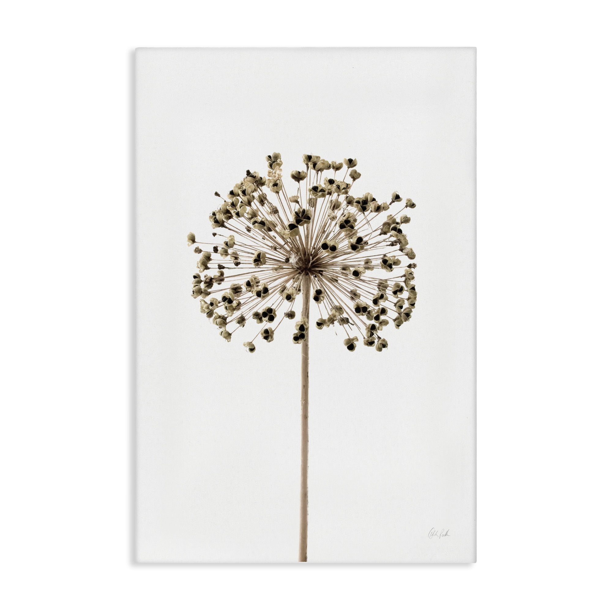 Stupell Industries Minimal Allium Bud Plants & Flowers Painting Wrapped Canvas Art Print Wall Art, 16 x 24