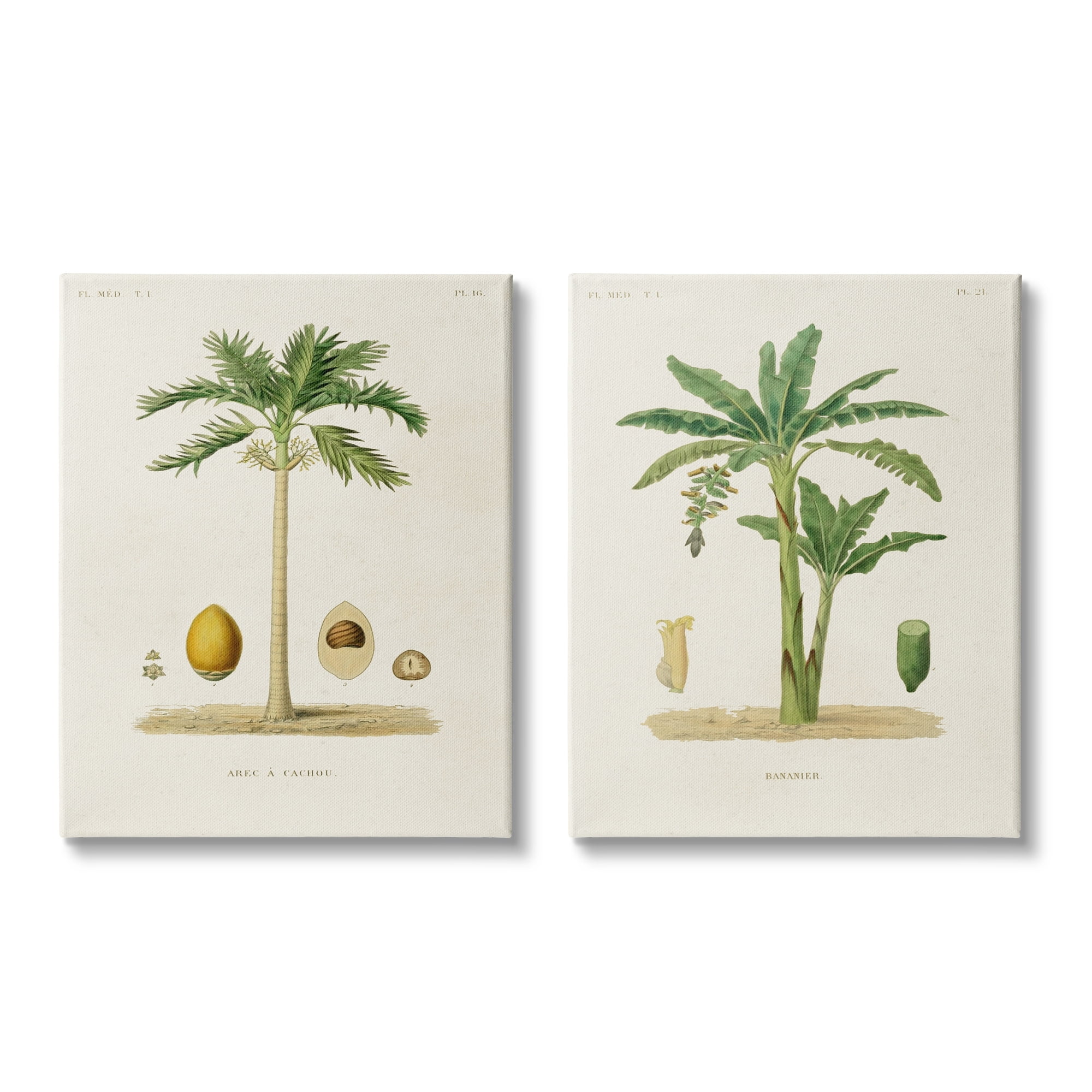 Stupell Industries Minimal Green Palm tree Coconuts Diagram Illustration , 24 x 30, Design by World Art Group
