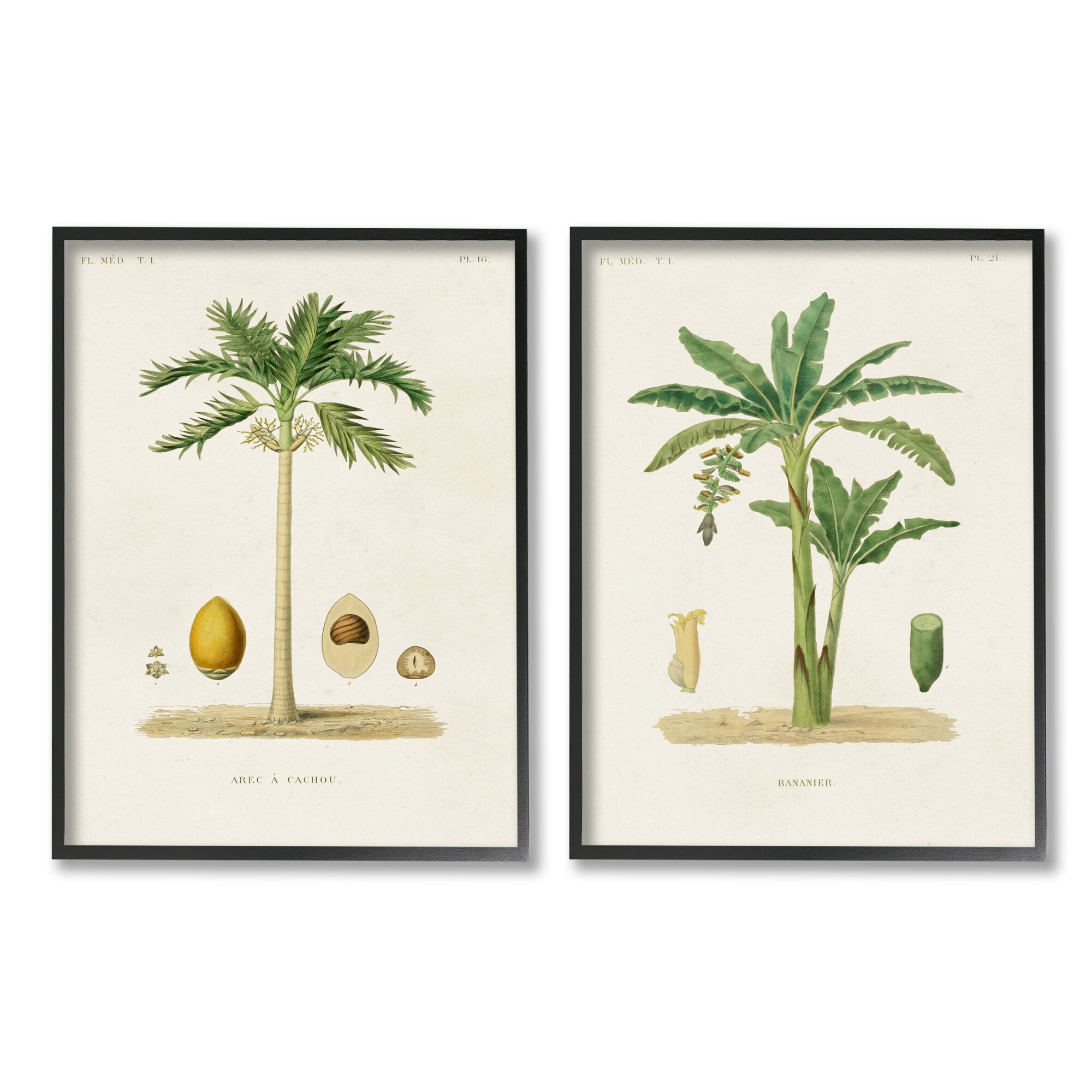 Stupell Industries Minimal Green Palm tree Coconuts Diagram Illustration Drawings Black Framed Art Print Wall Art Set of 2, 16x20, by World Art Group